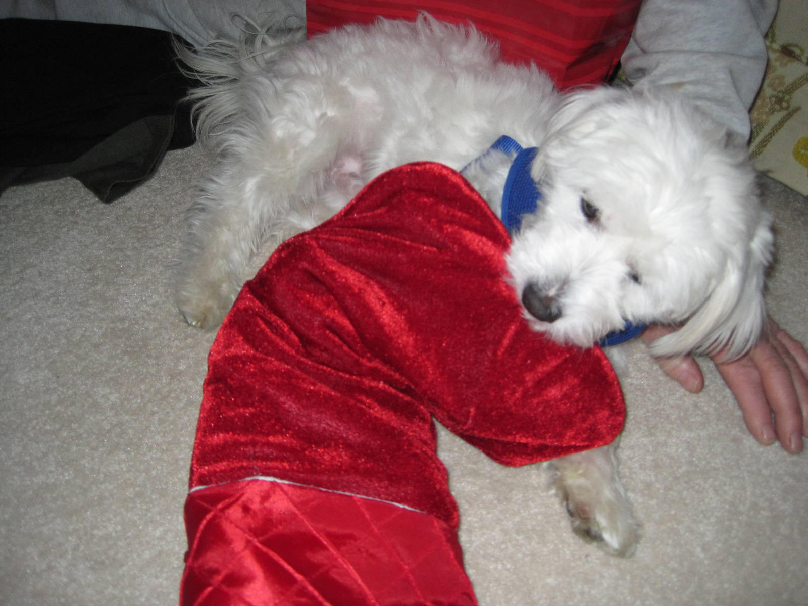 Herman vs The Christmas Stocking (Part 1)