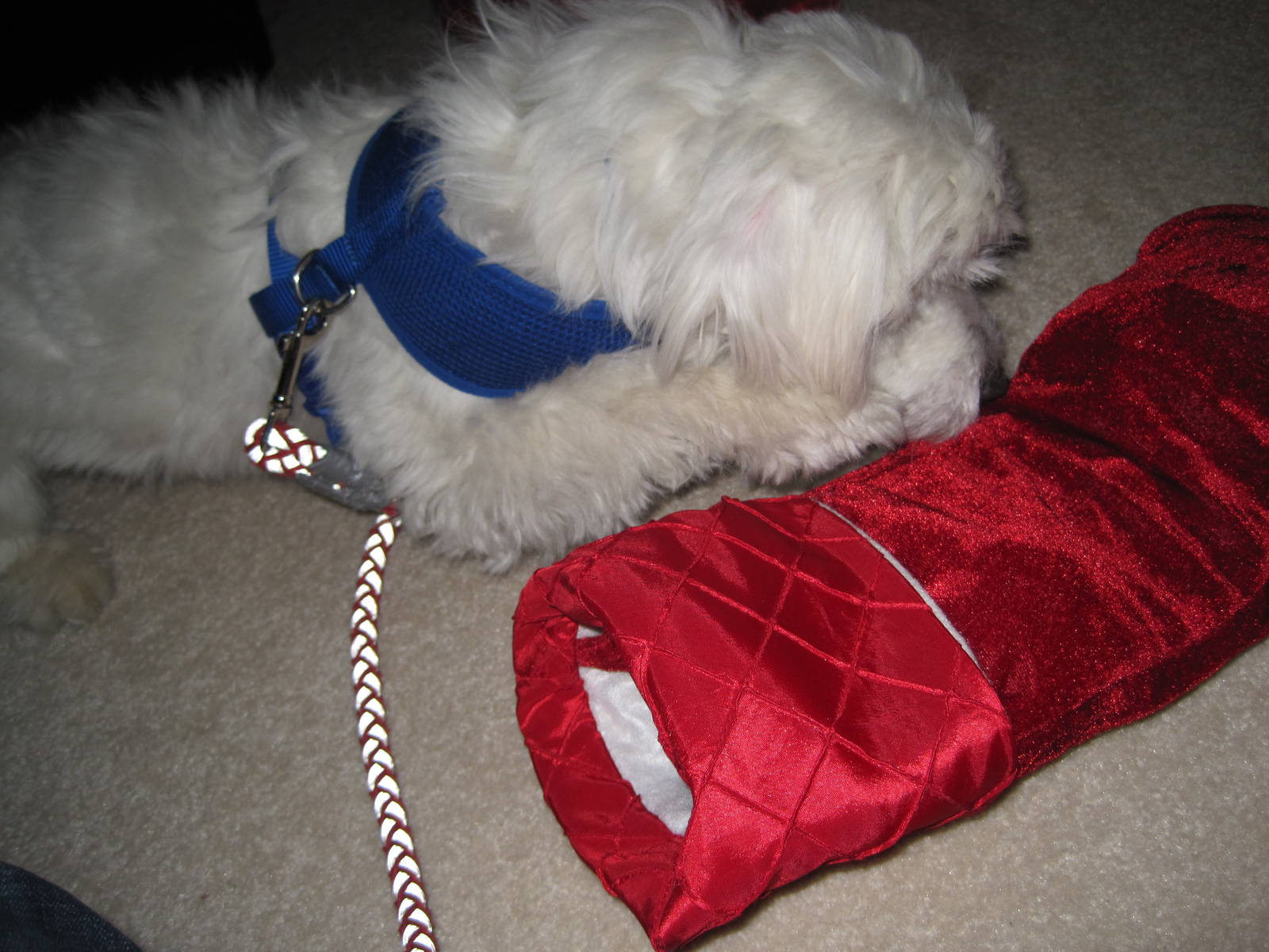 Herman vs The Christmas Stocking (Part 3)