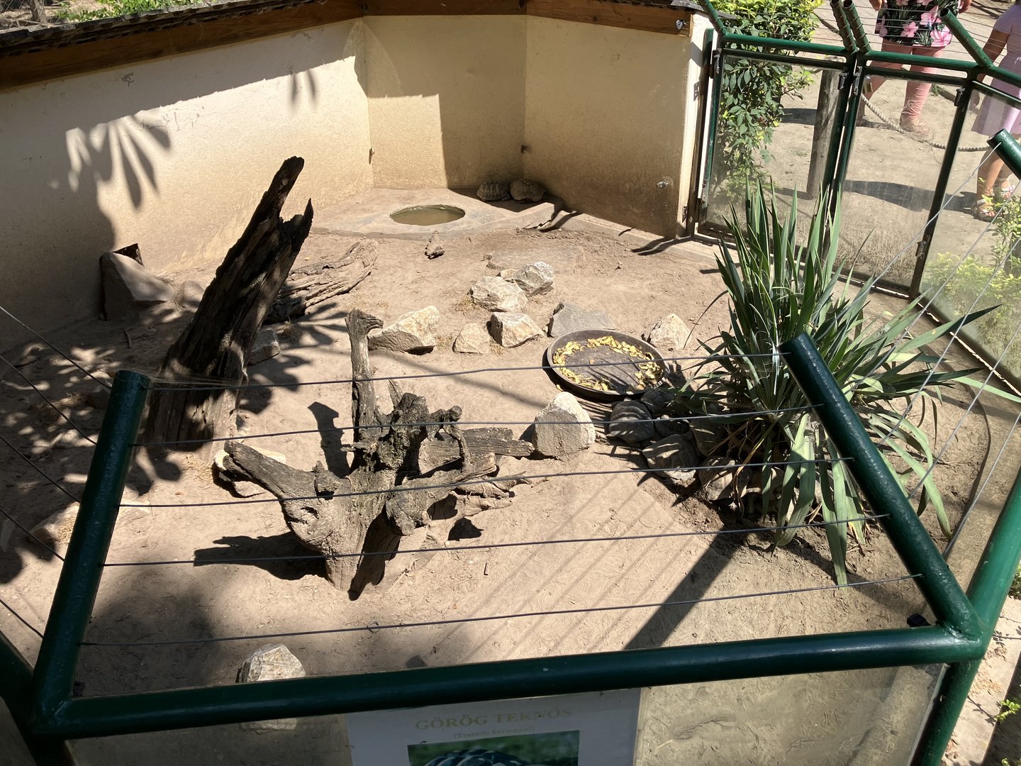 Hermann’s and greek tortoise enclosure.