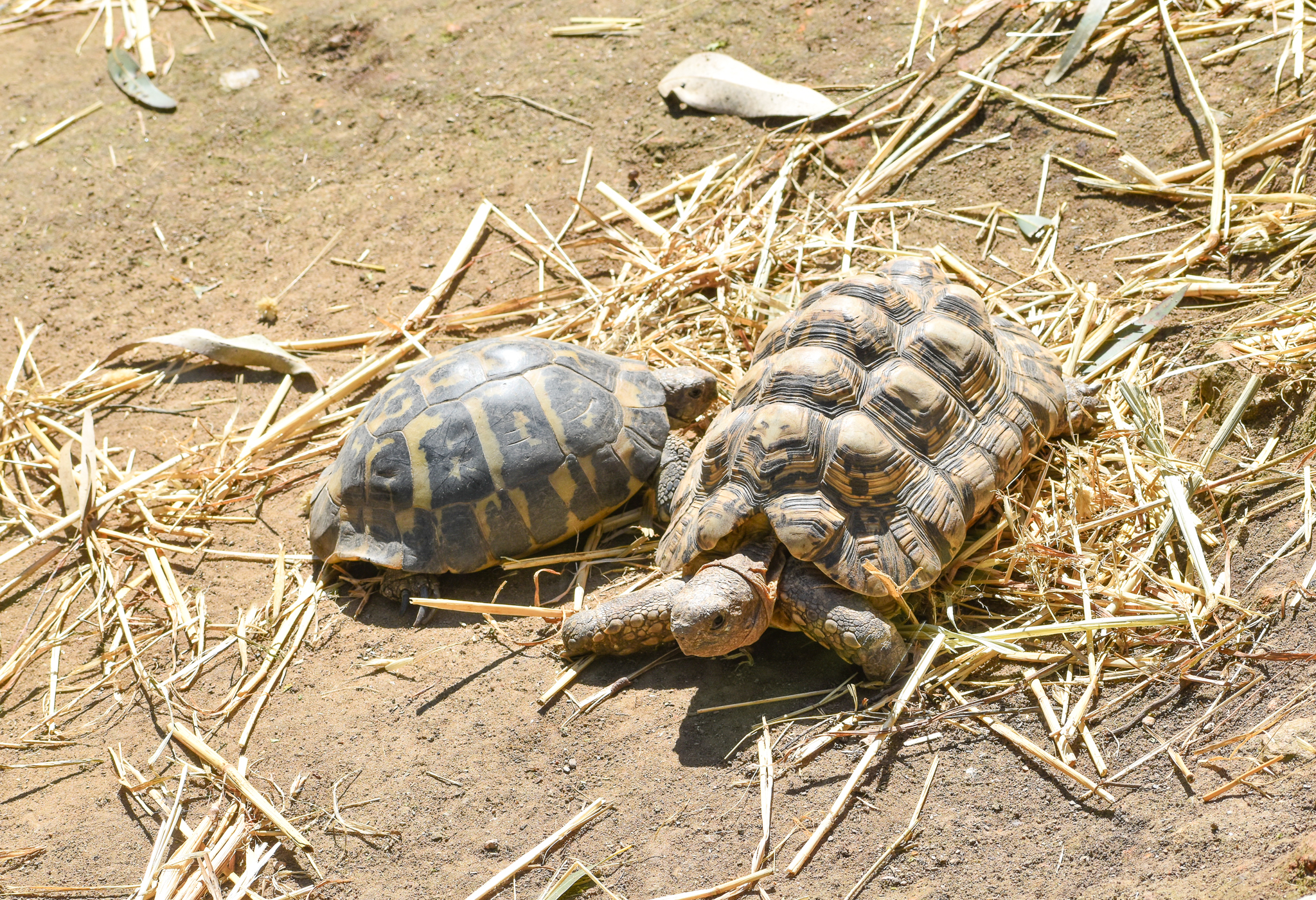 Hermann's and Leopard Tortoise