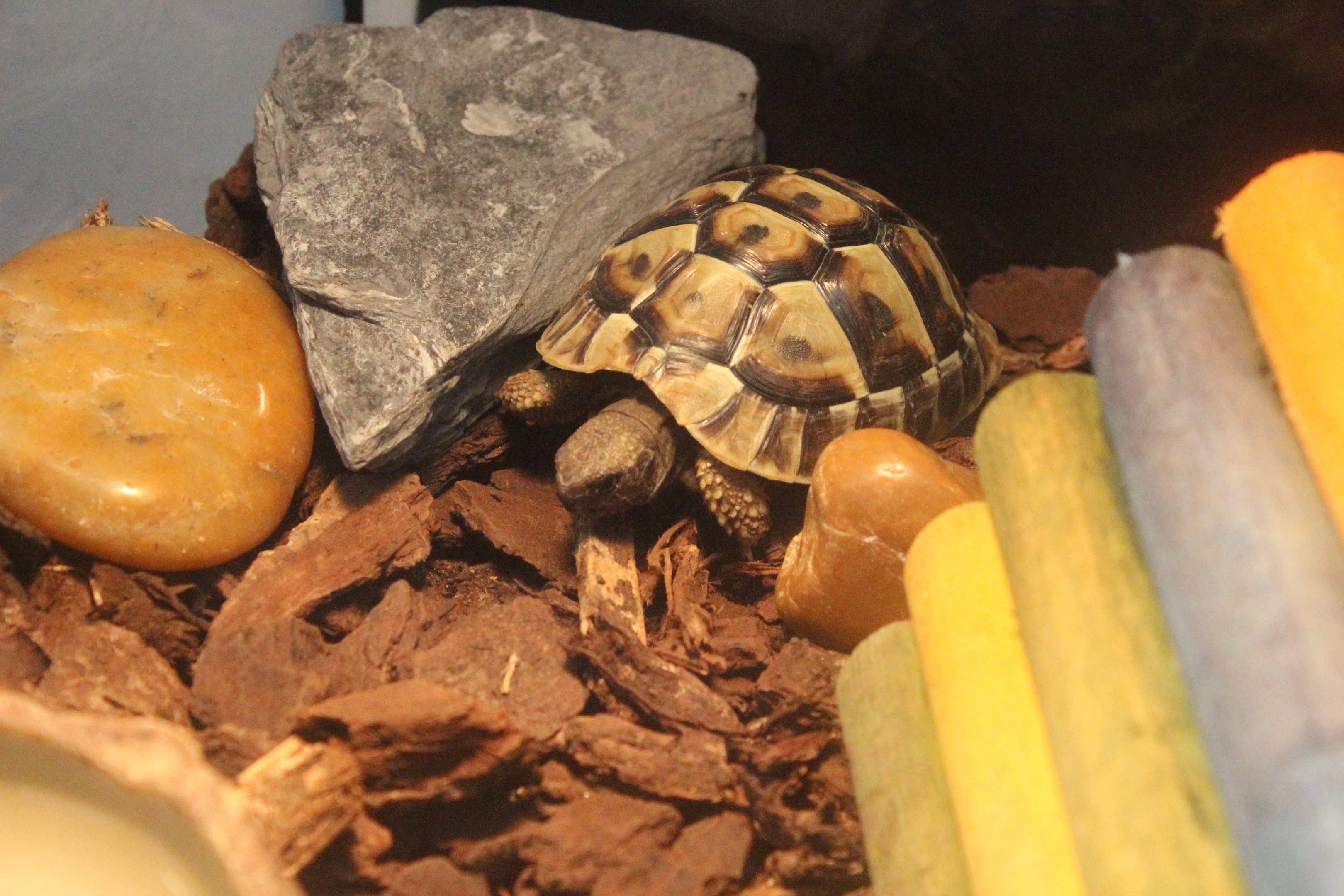 Hermann's Tortoise baby, Kapiti Kritters (Paraparaumu)