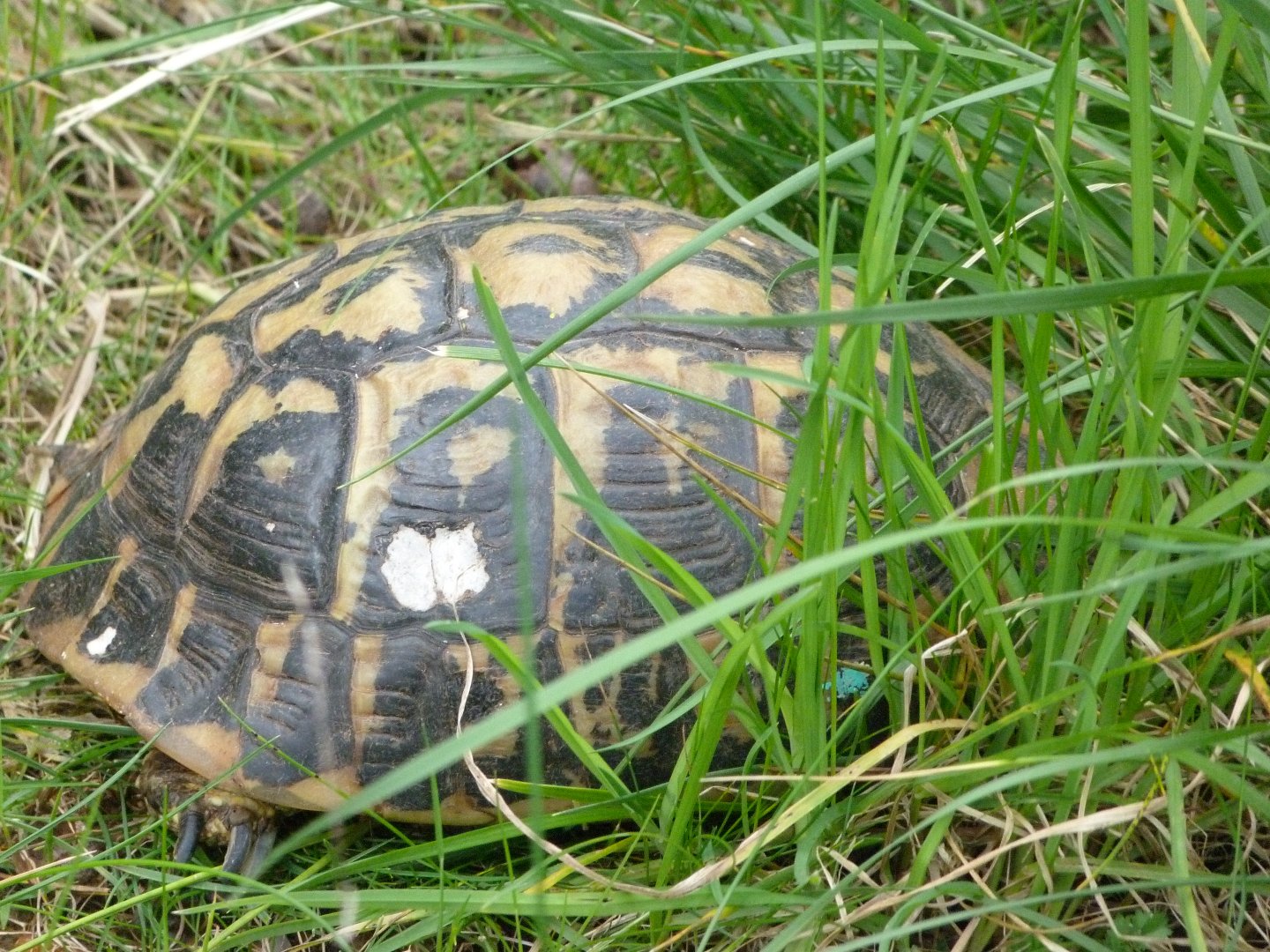 Hermann's tortoise -Bioparc de Doué la Fontaine (2025)