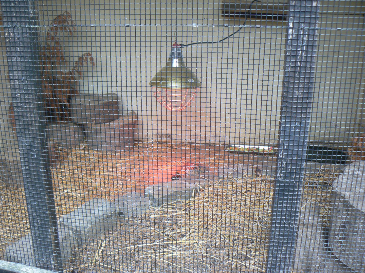 Hermann's Tortoise Enclosure - 16 September 2017