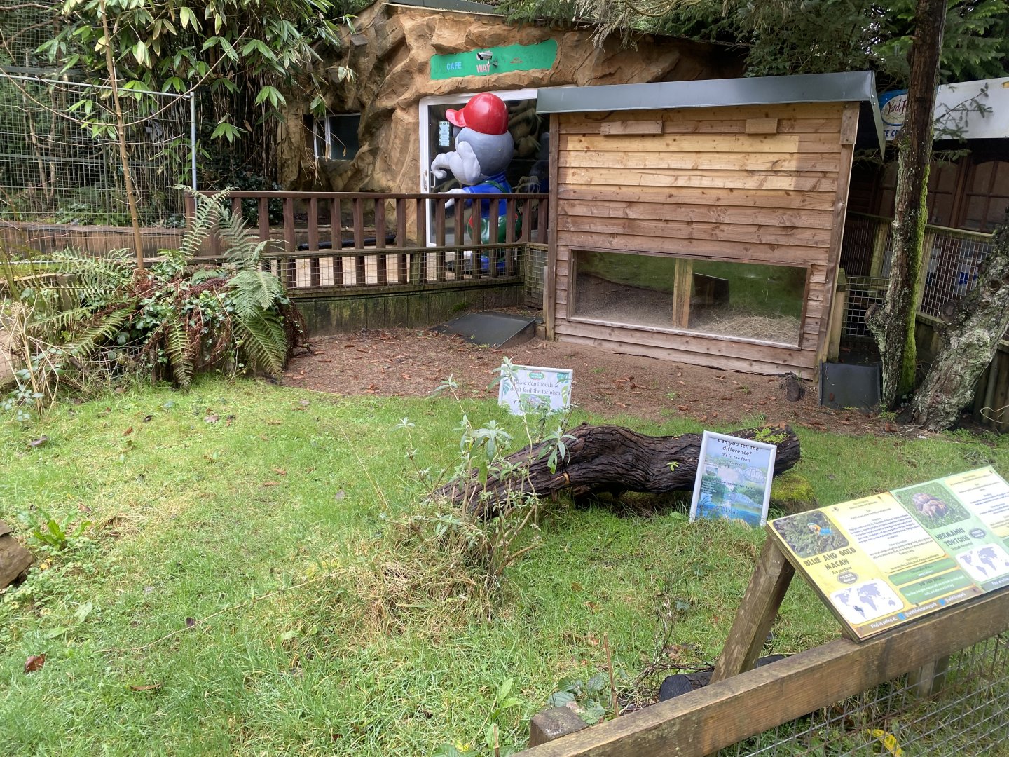 Hermann’s tortoise enclosure 170224