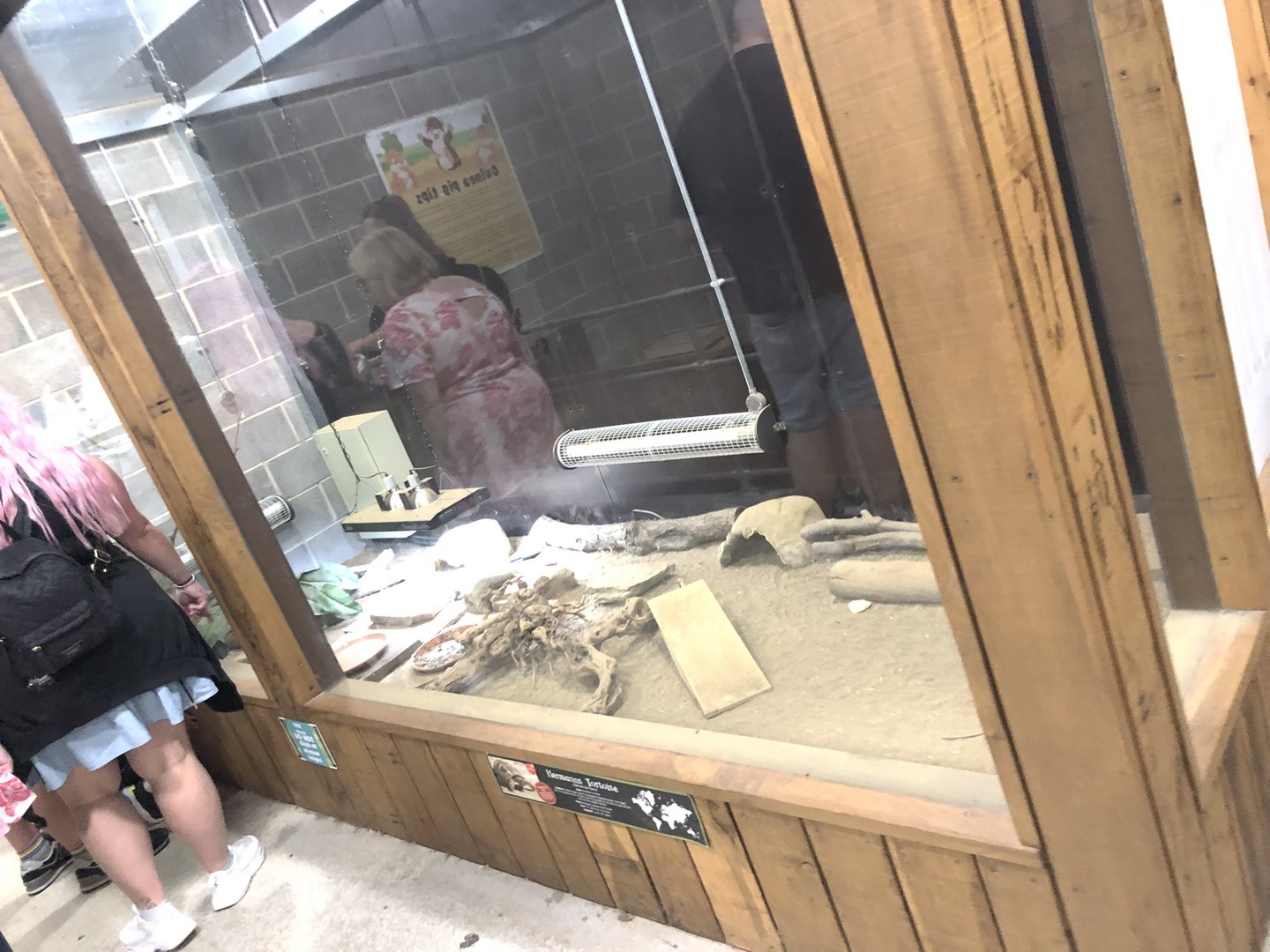 Hermann's Tortoise Enclosure at Cannon Hall Farm (September 2023)