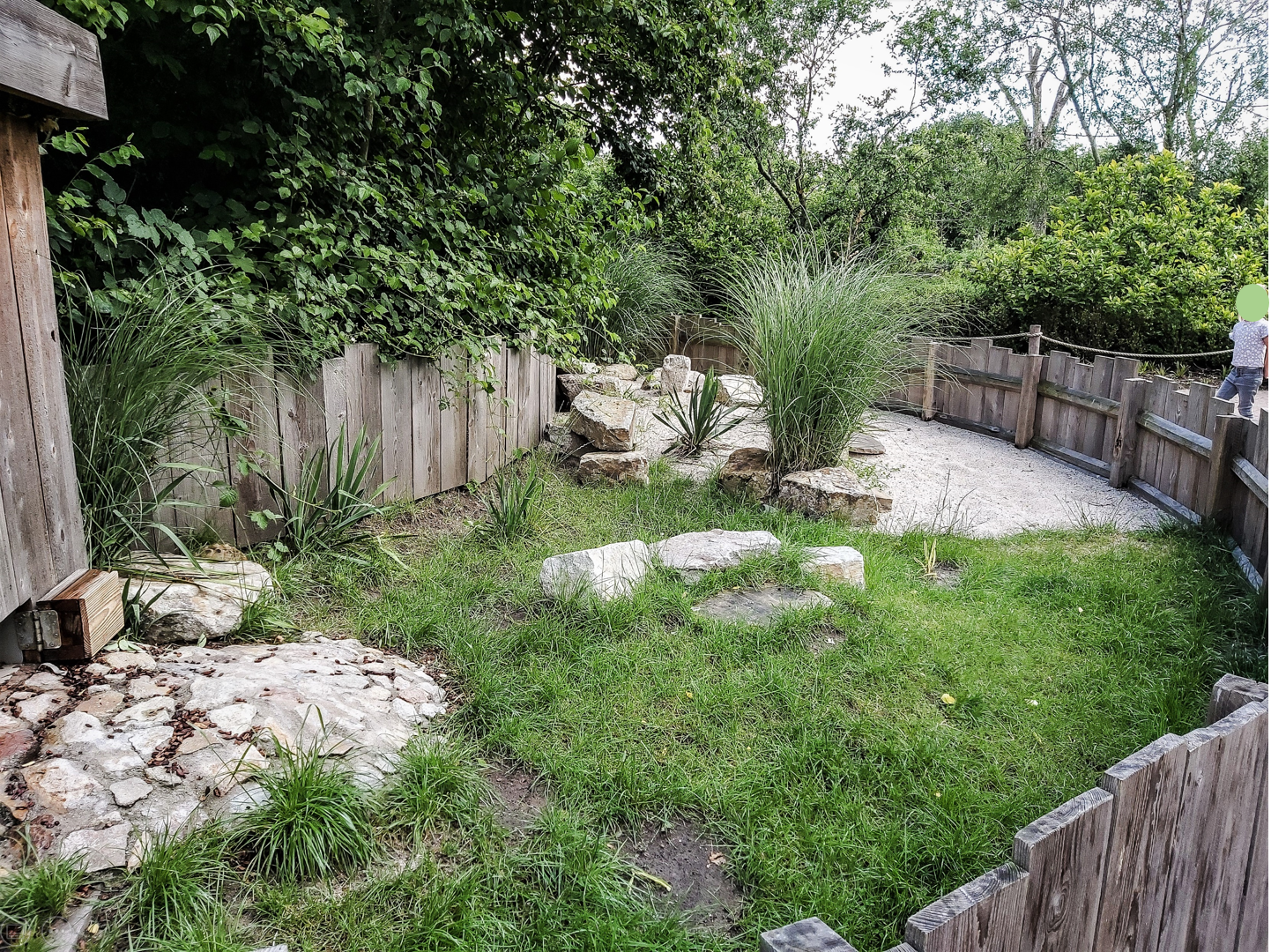 Hermann's tortoise enclosure