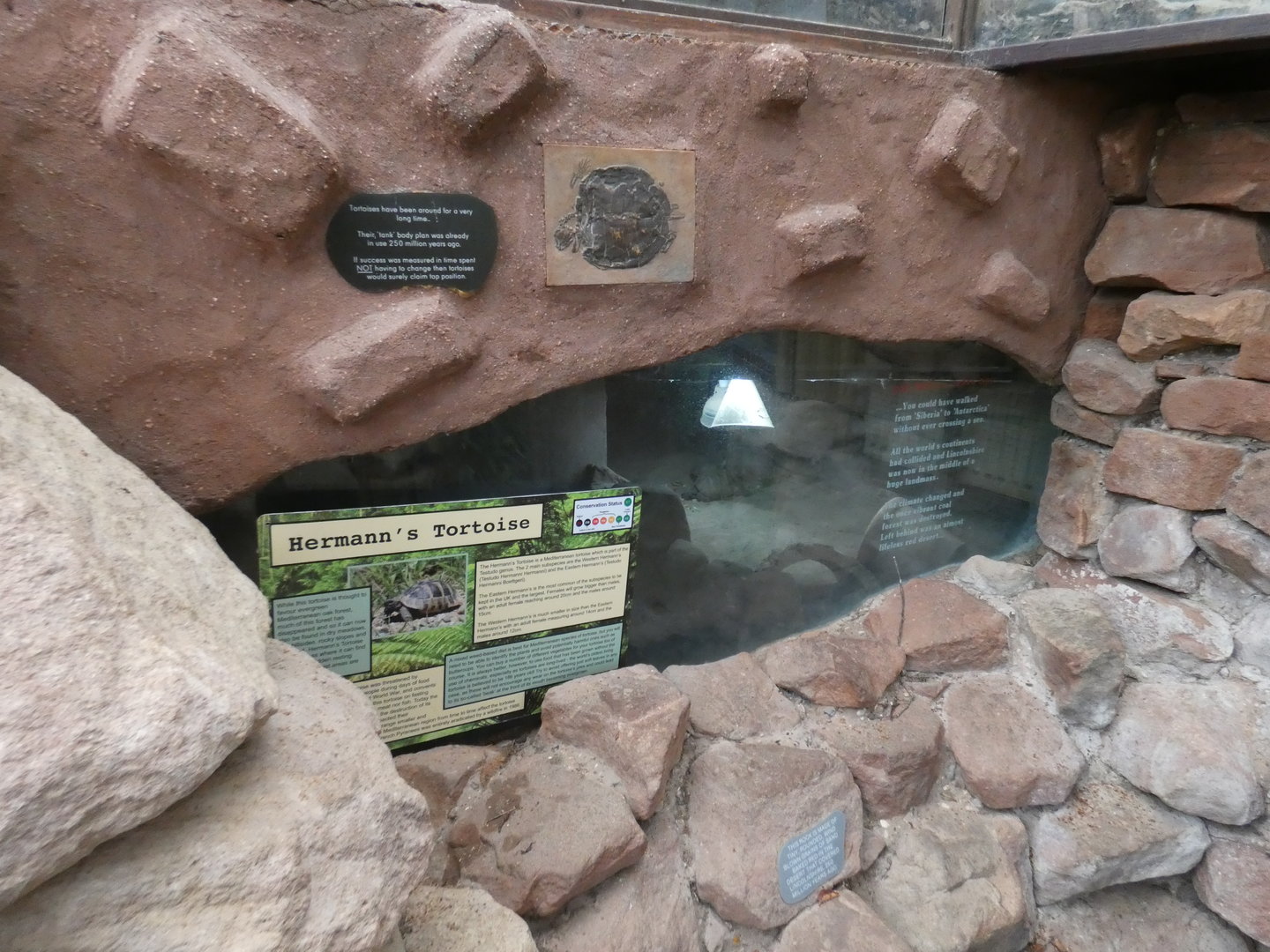 Hermann's tortoise enclosure