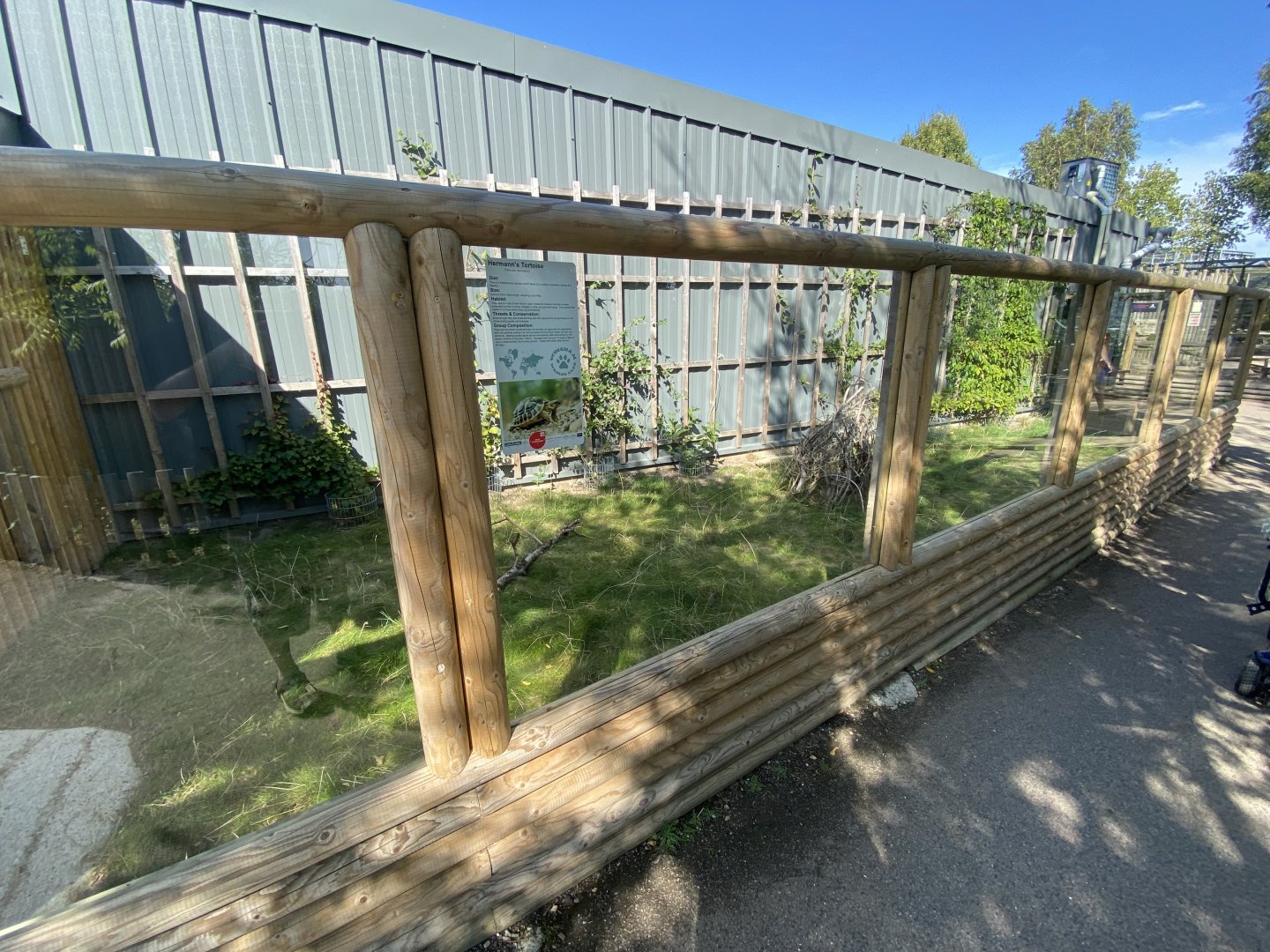 Hermann’s tortoise exhibit 030924