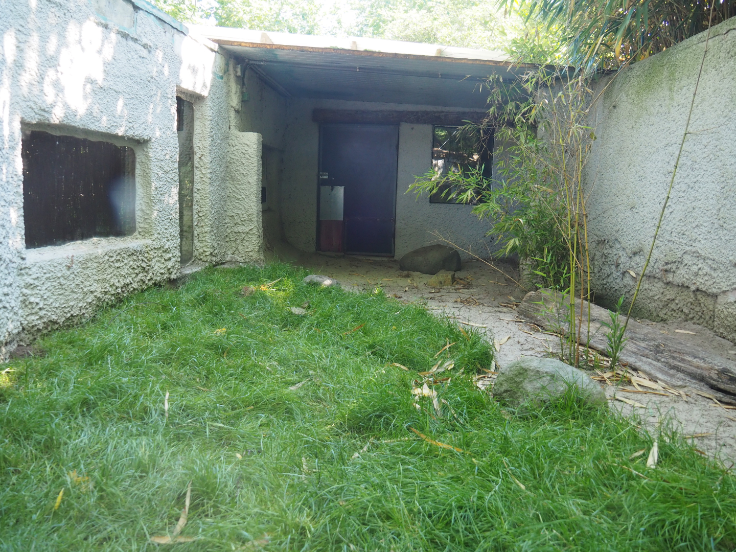 Hermann's tortoise exhibit, 2020-06-20