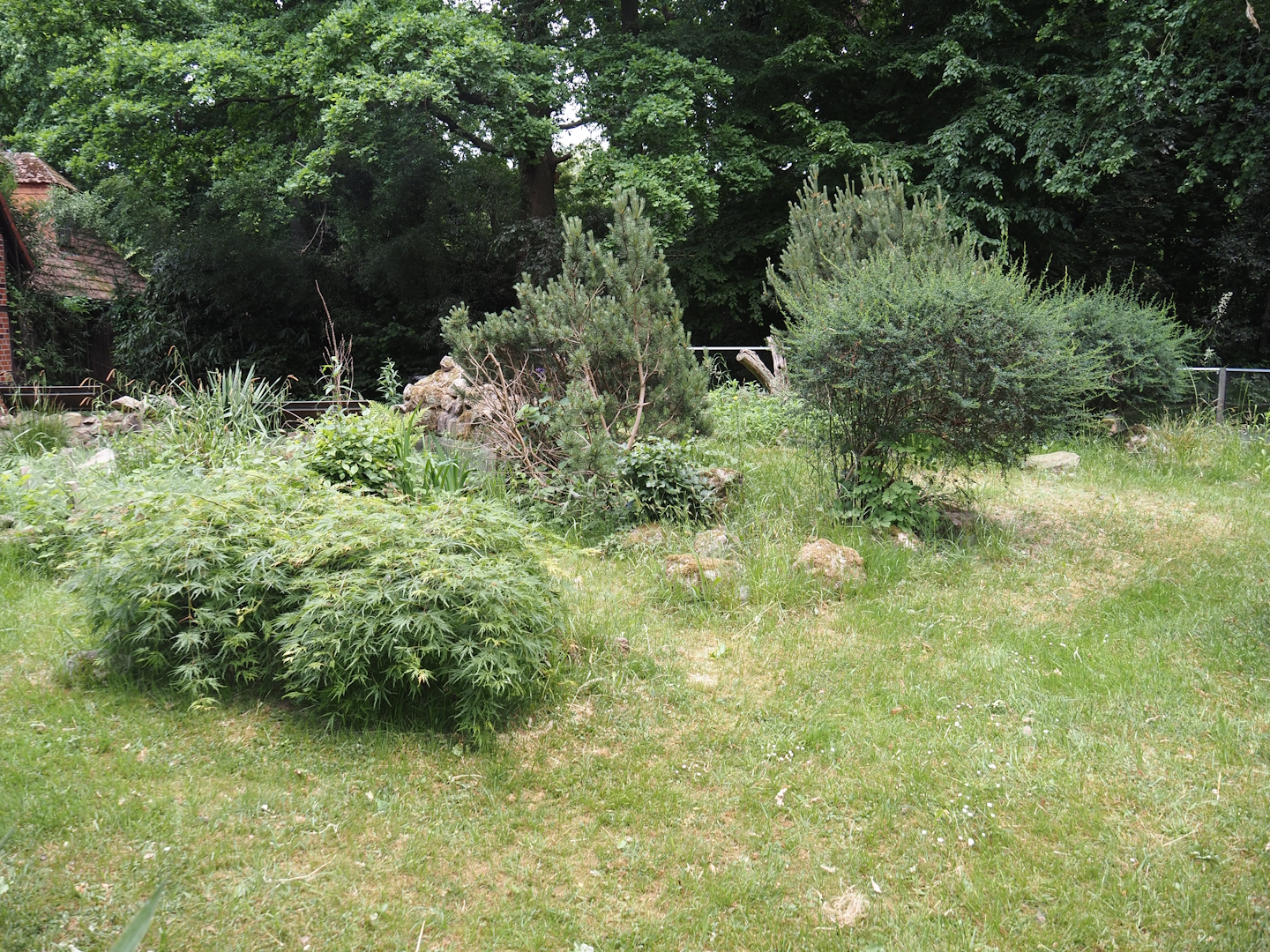 Hermann's tortoise exhibit, 2025-05-22