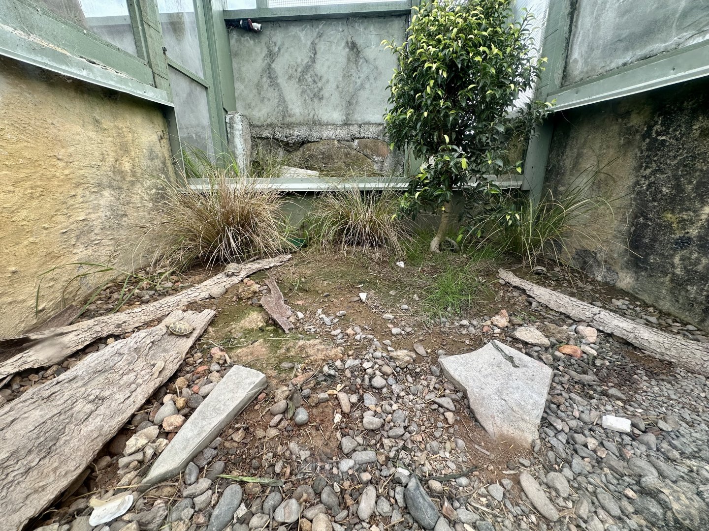 Hermann’s Tortoise Exhibit (Hatchlings)