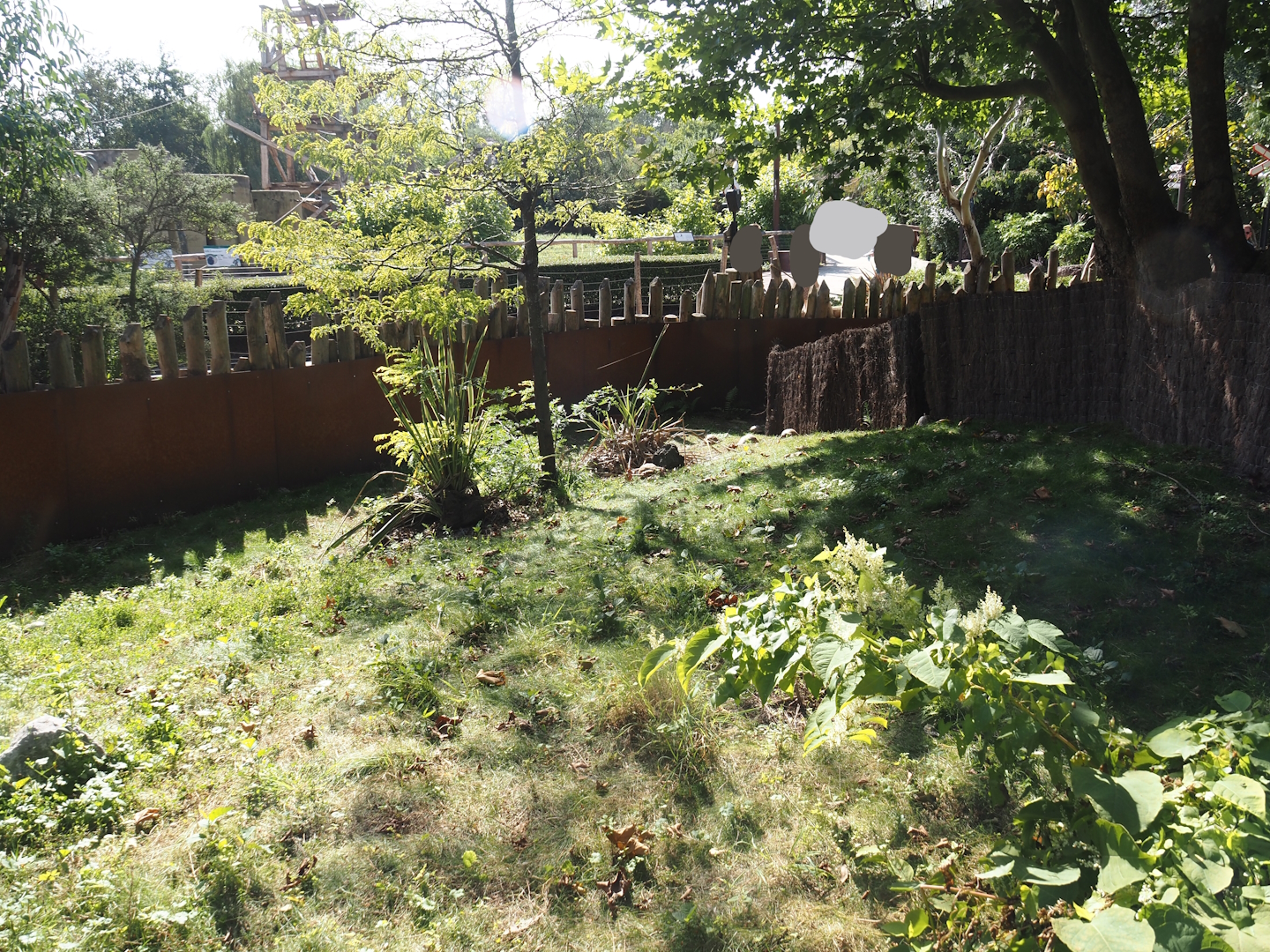 Hermann's tortoise exhibit next to Marsupial and Koala house, 2024-09-17