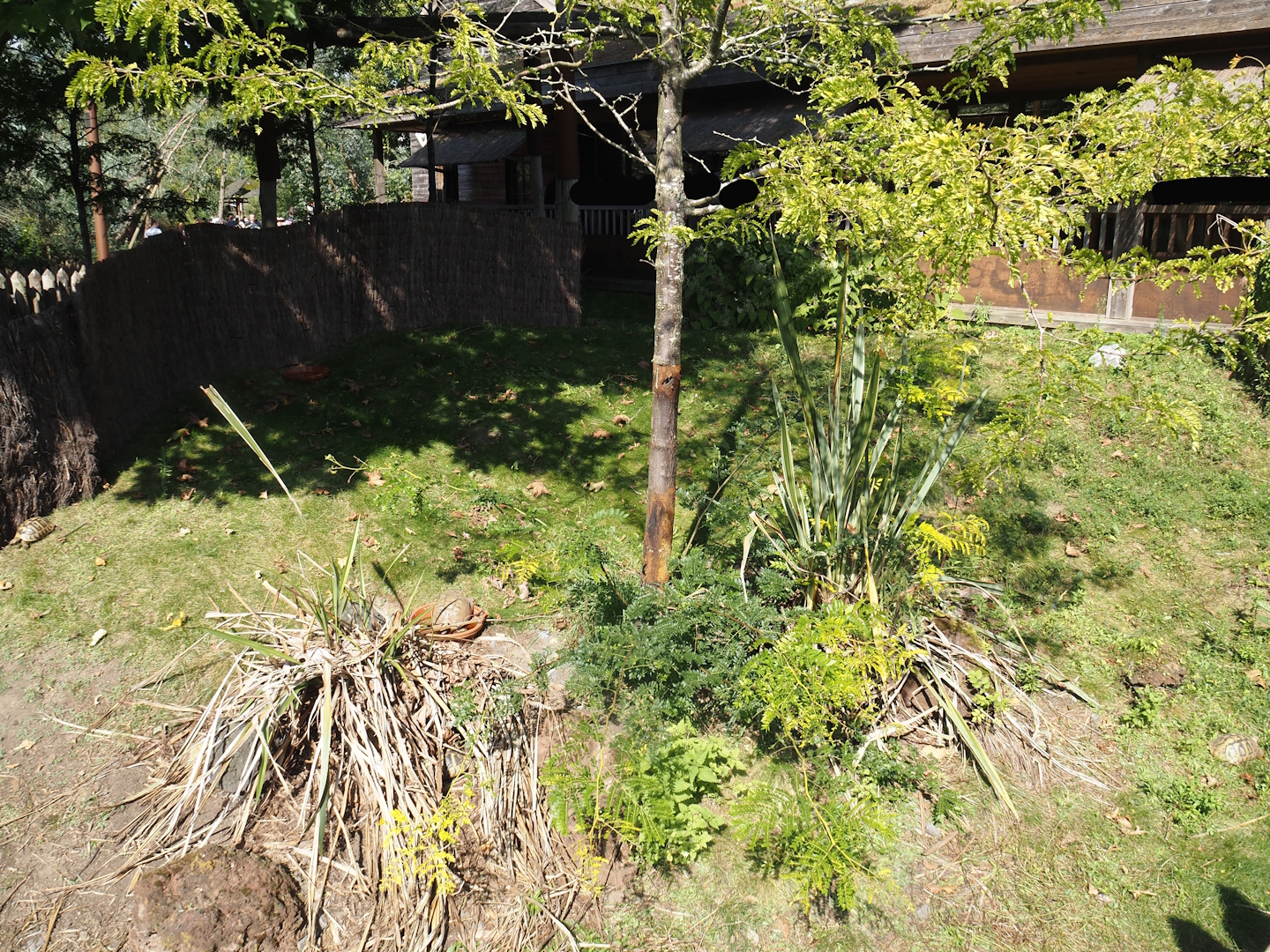 Hermann's tortoise exhibit next to Marsupial and Koala house, 2024-09-17