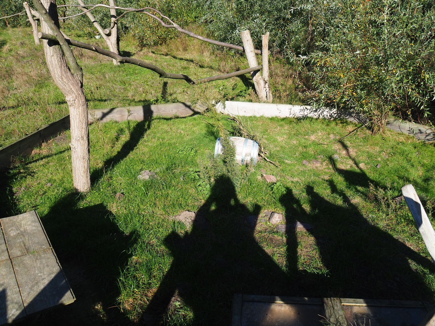 Hermann's tortoise exhibit on the lemur island, 2022-10-09