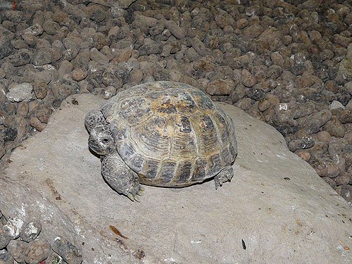Hermann's Tortoise in Kishinev Zoo