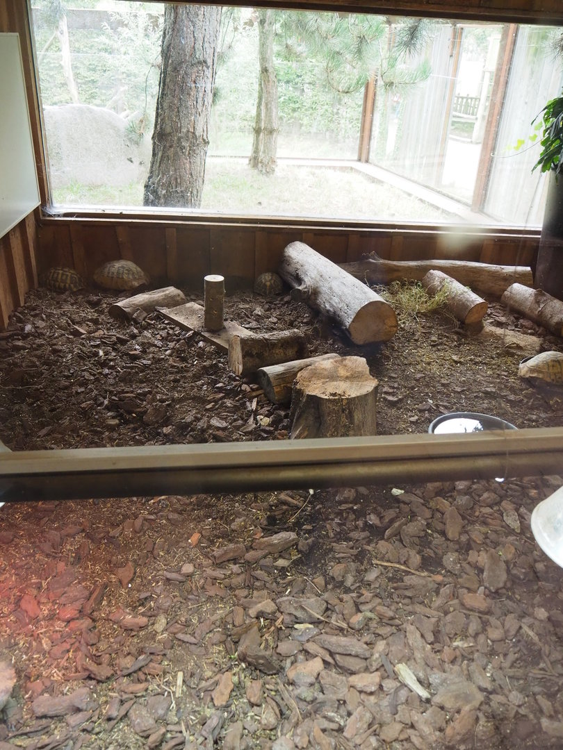 Hermann's tortoise indoor exhibit, 2022-08-20