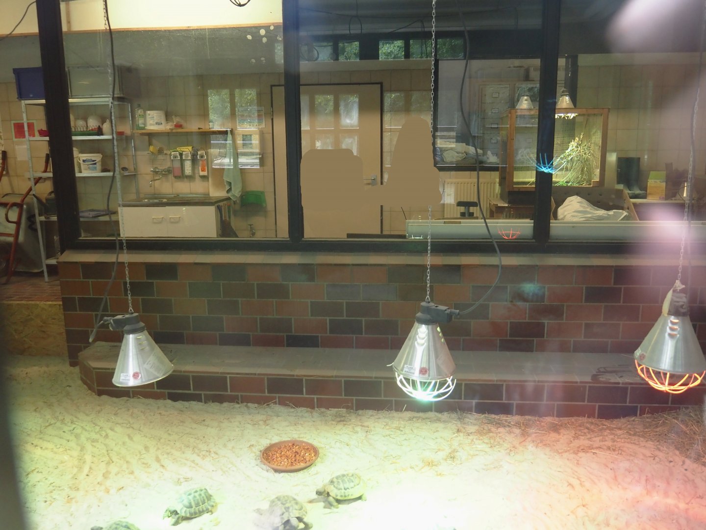 Hermann's tortoise indoor exhibit in service building, 2025-05-22