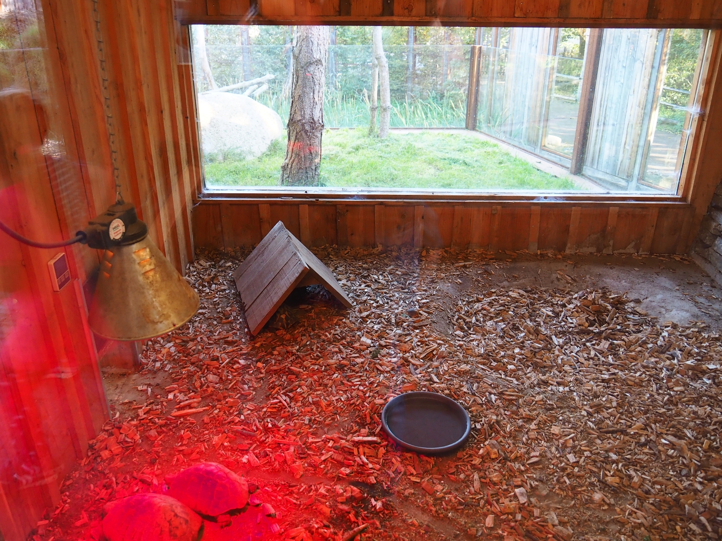 Hermann's tortoise indoor housing (Oct 13th, 2018)