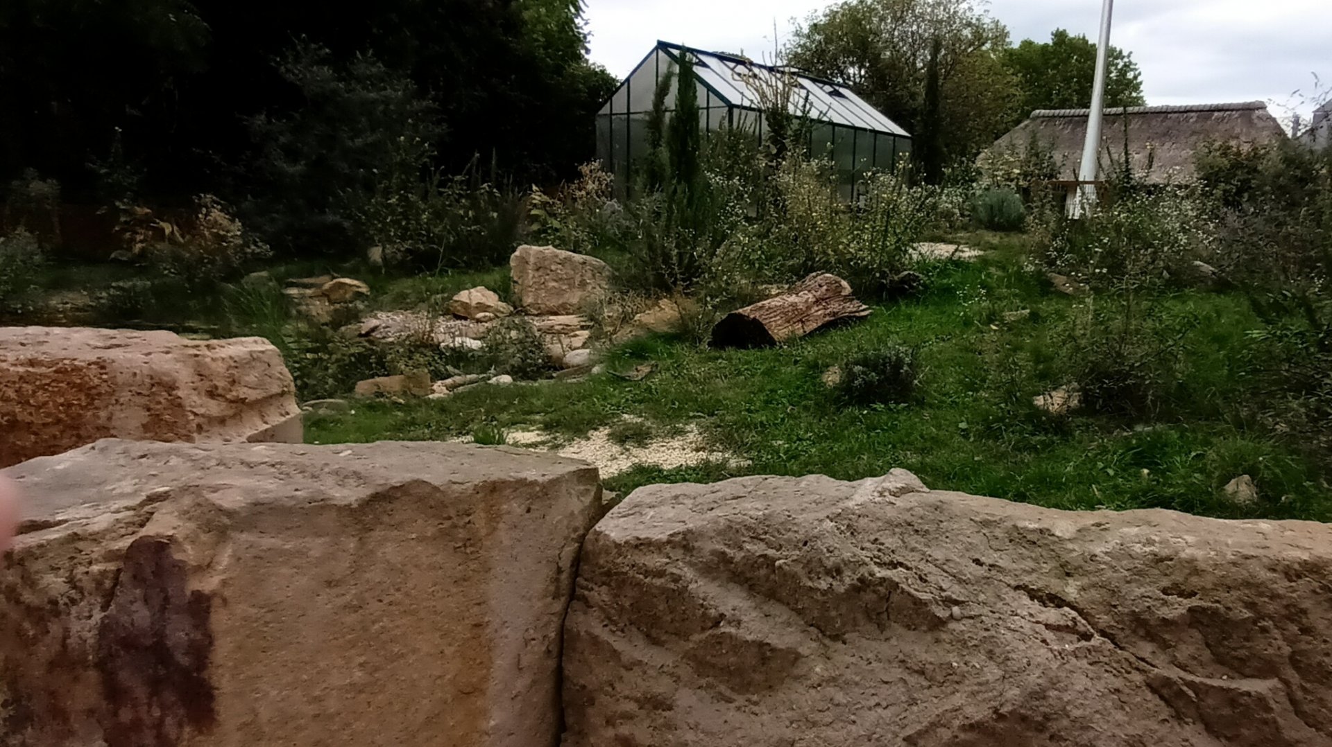 Hermanns Tortoise, Marginated Tortoisw and Ocellated Lizard Enclosure