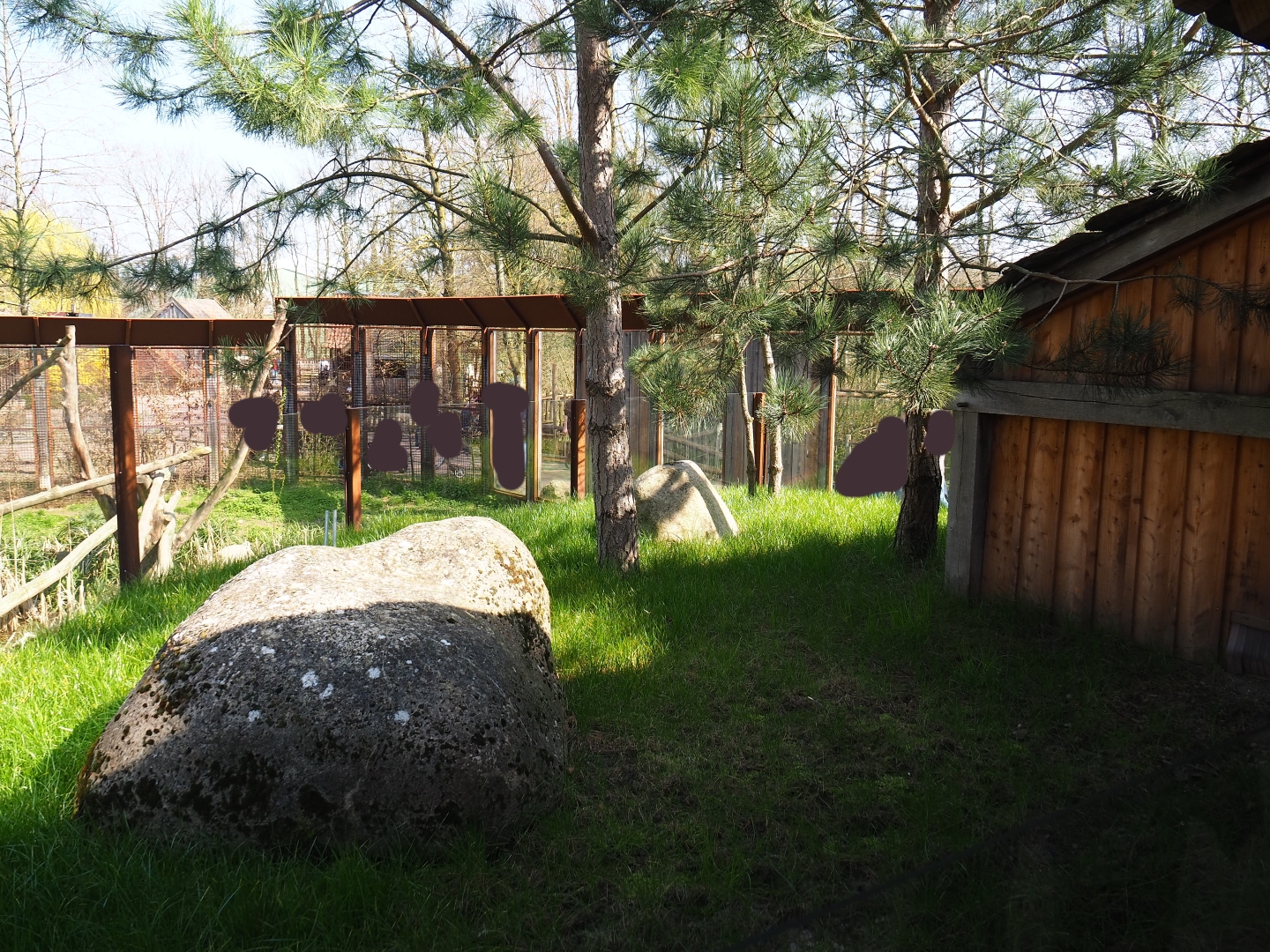 Hermann's tortoise outdoor exhibit, 2019-03-30