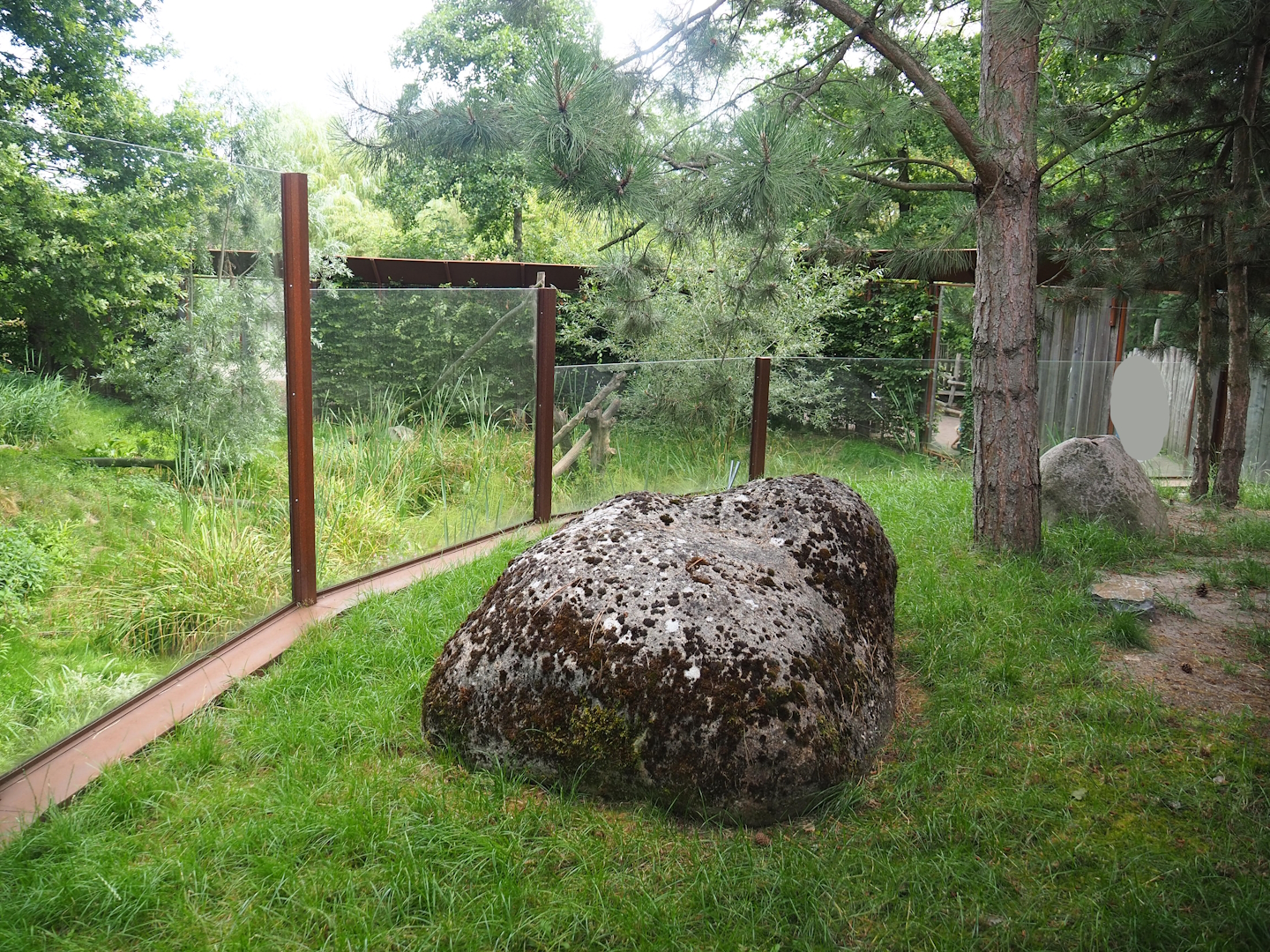 Hermann's tortoise outdoor paddock, with part of the Eurasian lynx exhibit behind it, 2023-07-18