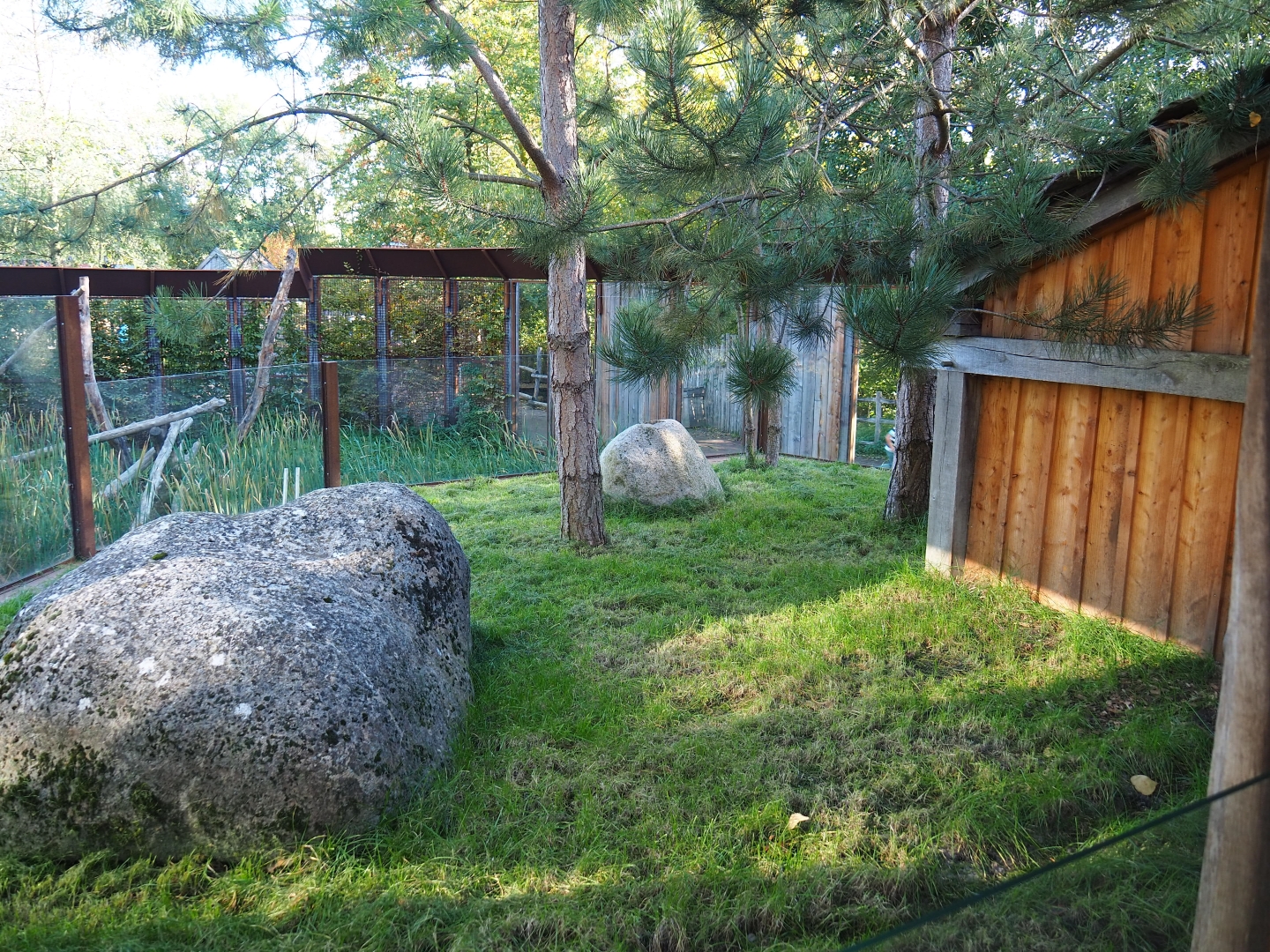 Hermann's tortoise outdoor yard (Oct 13th, 2018)