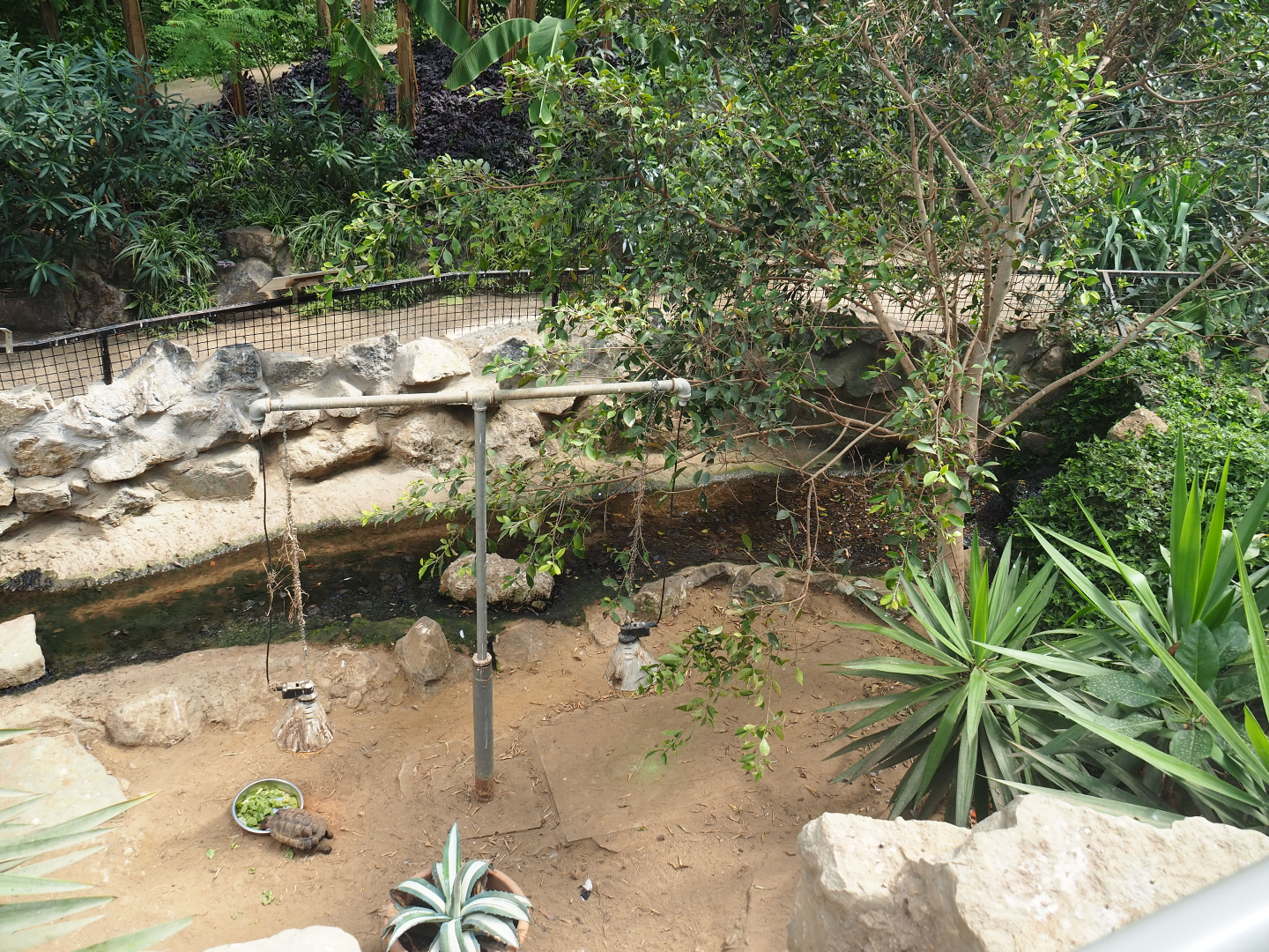 Hermann's tortoise paddock, 2019-08-04