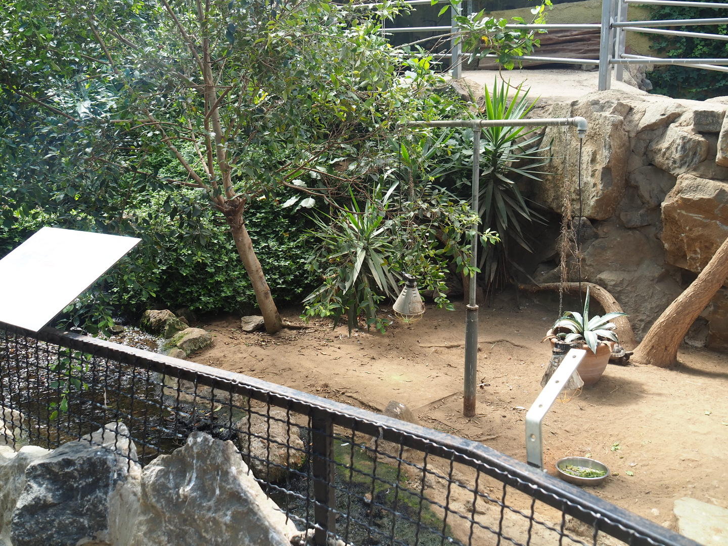 Hermann's tortoise paddock, 2019-08-04