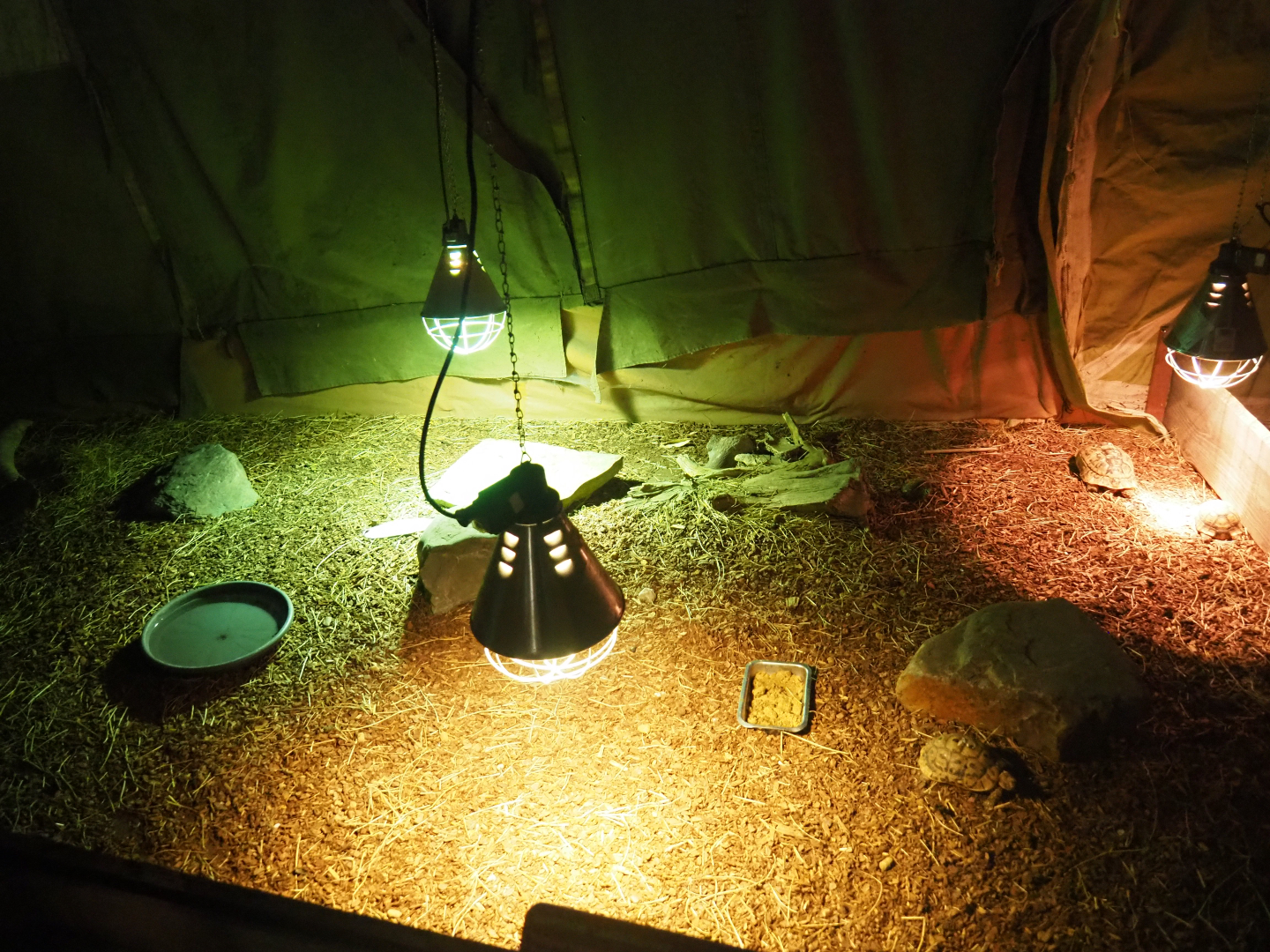 Hermann's tortoise pen, 2019-06-01