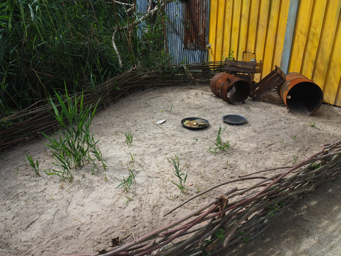 Hermann's tortoise pen, 2019-08-11