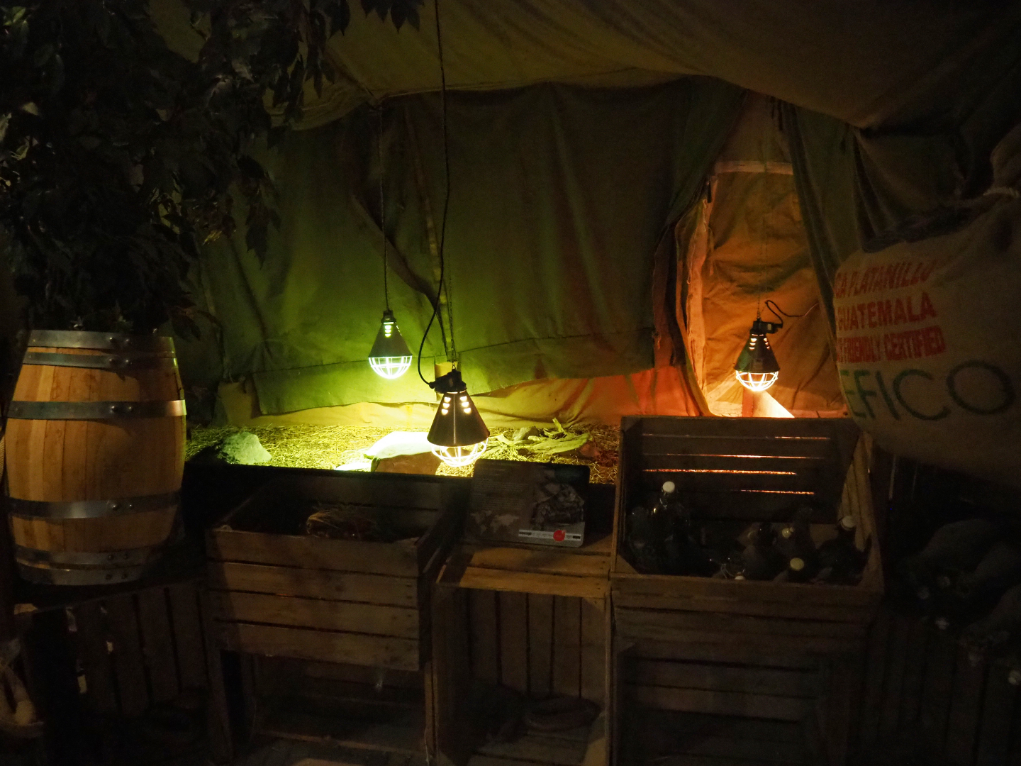 Hermann's tortoise pen in the ranger camp-themed terrarium area in the main building, 2019-06-01