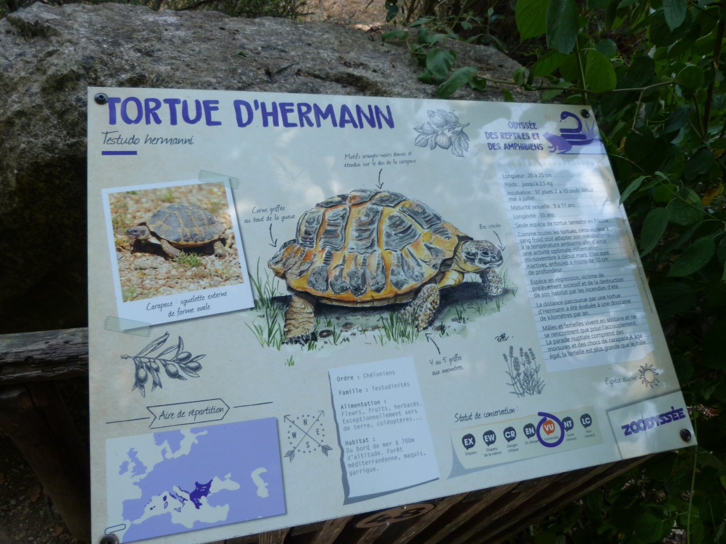 Hermann’s tortoise sign -Zoodyssée (2025)