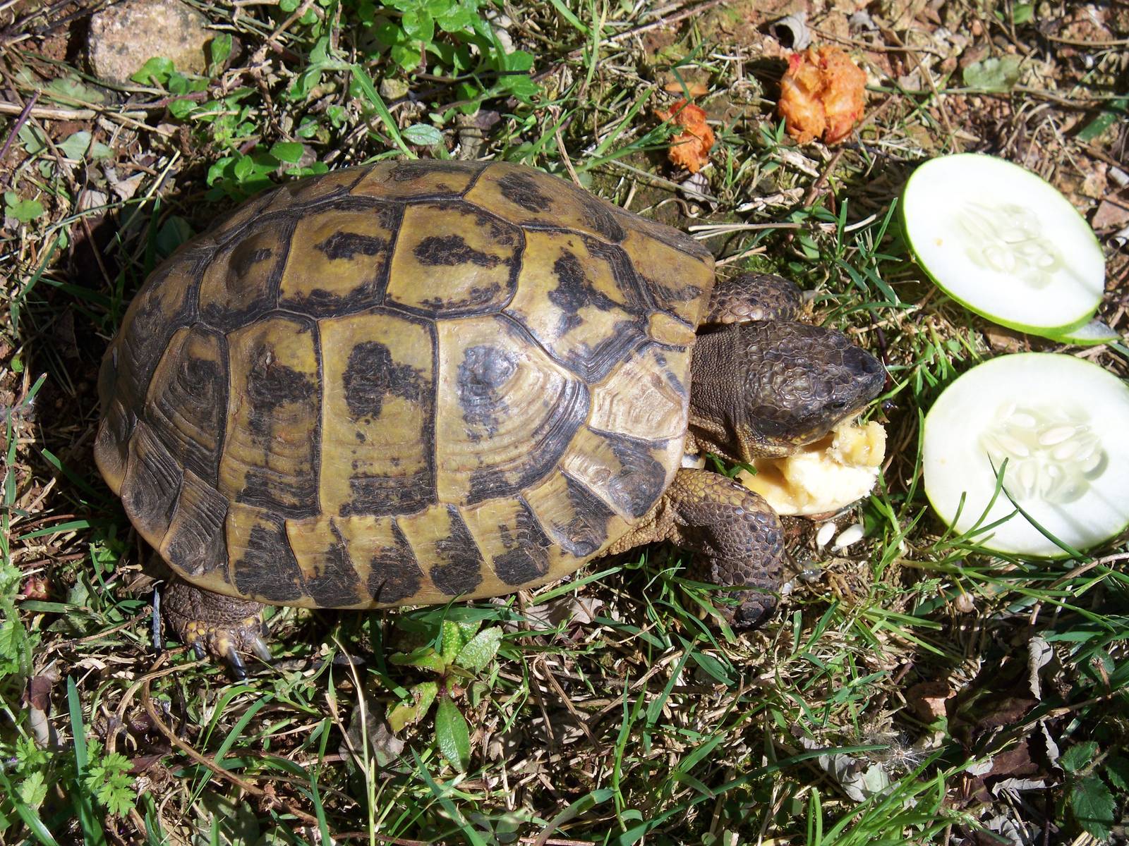 Hermann's tortoise Testuda hermanni