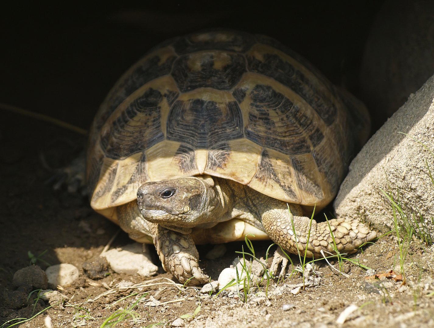 Hermann’s tortoise (Testudo hermanni), 2008-08-06