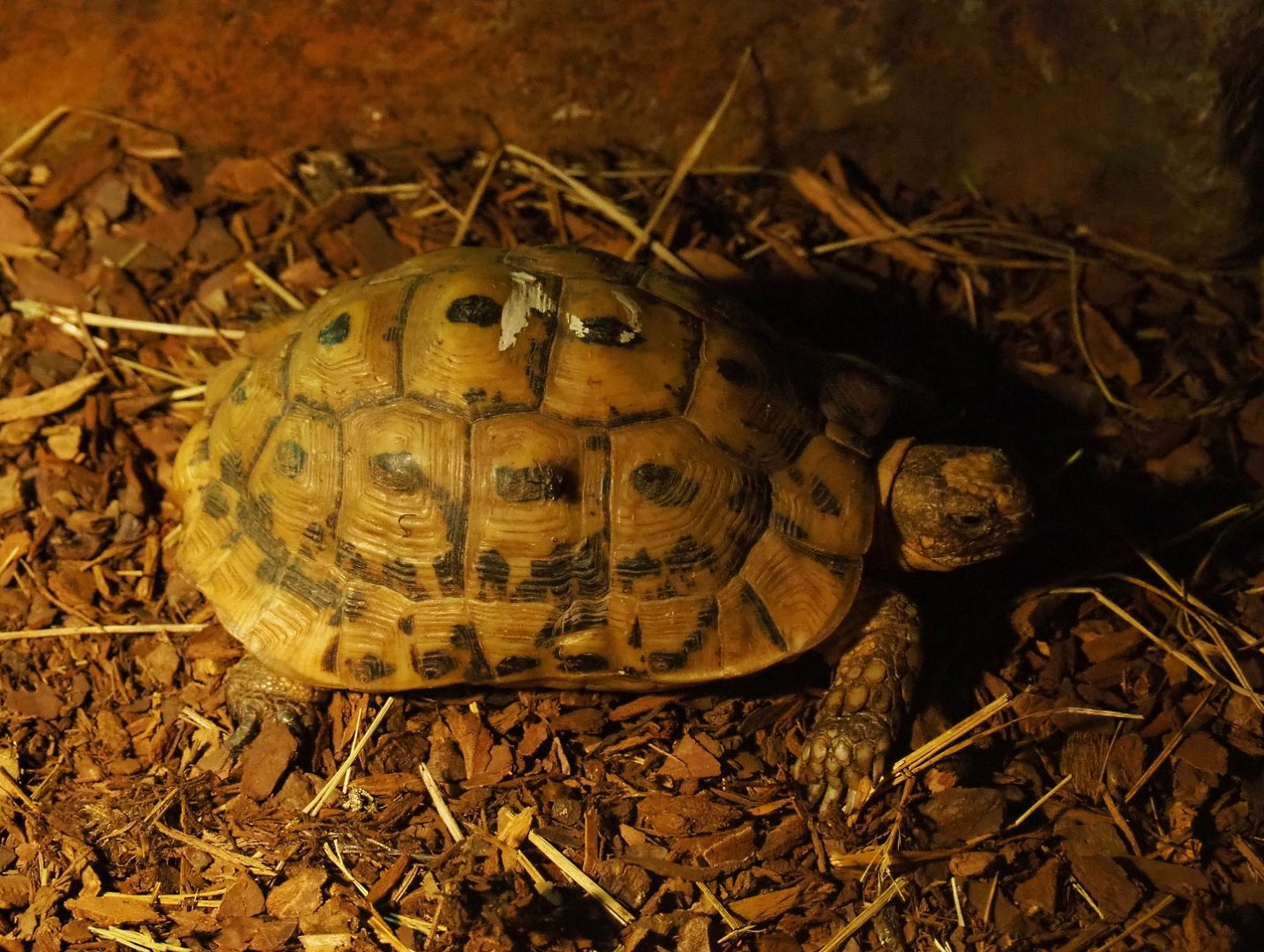 Hermann's tortoise (Testudo hermanni), 2019-06-01