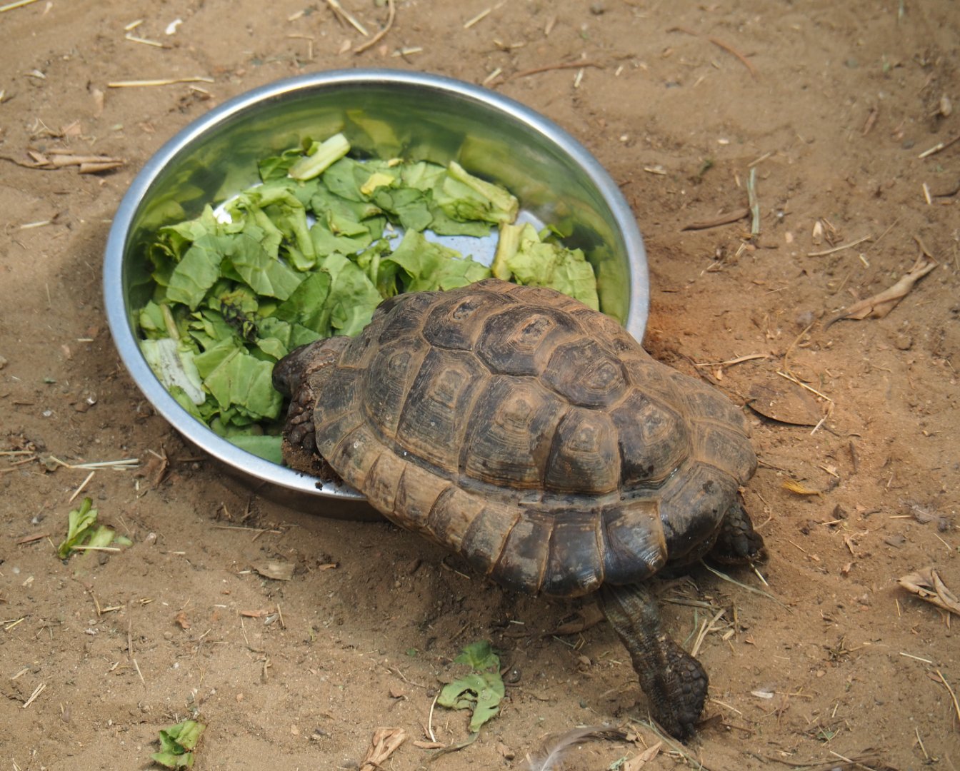 Hermann's tortoise (Testudo hermanni), 2019-08-04