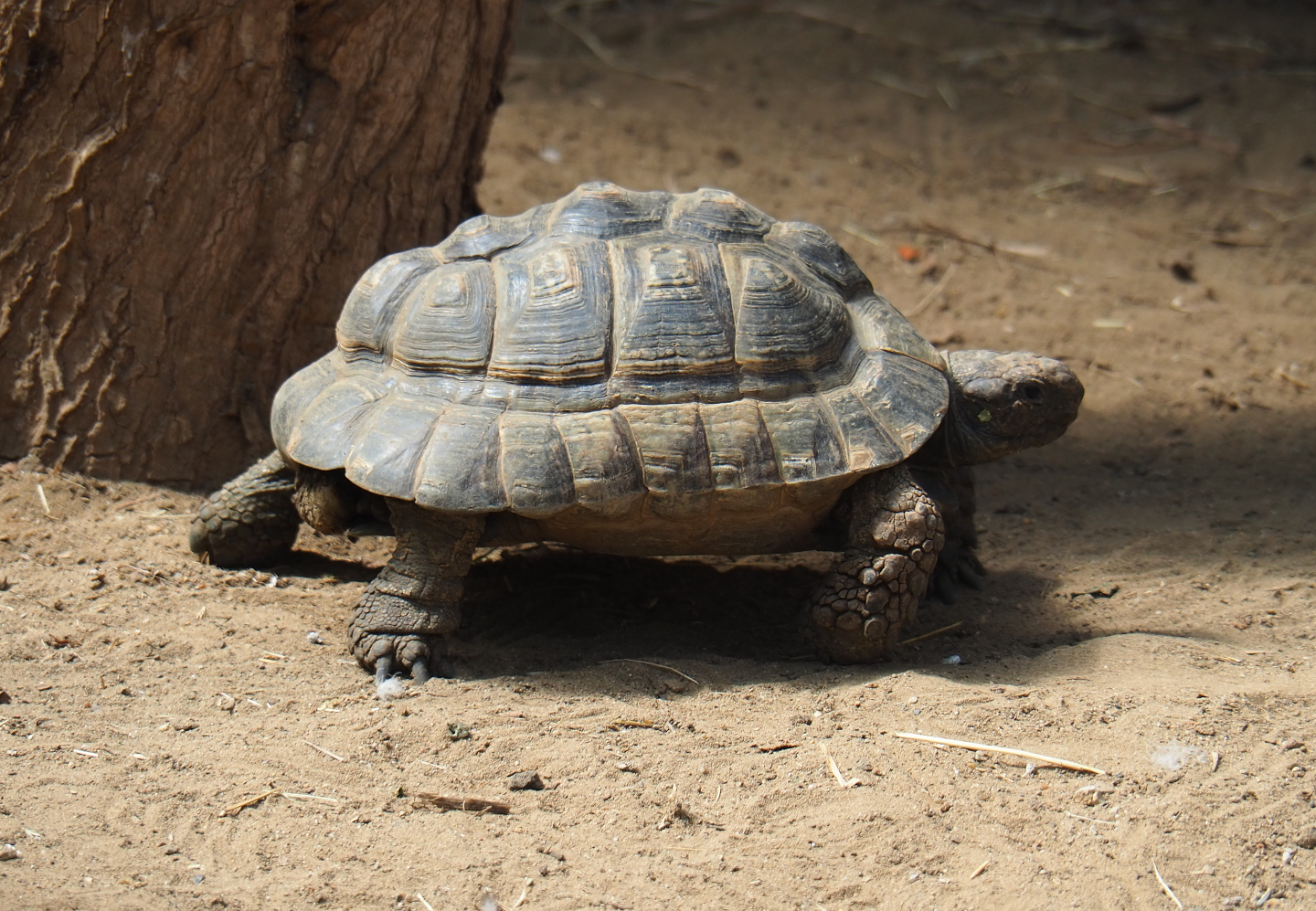 Hermann's tortoise (Testudo hermanni), 2019-08-04