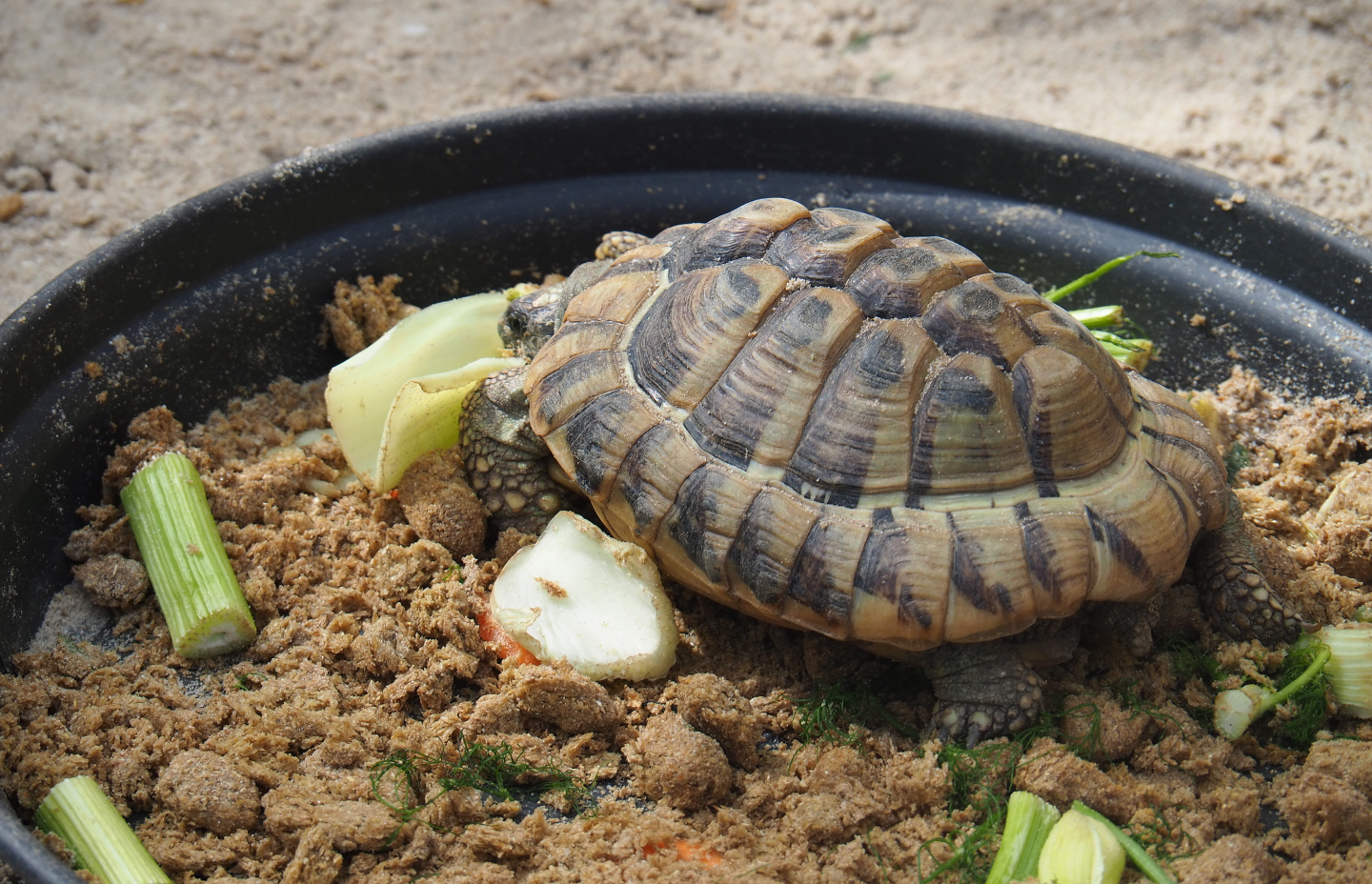 Hermann's tortoise (Testudo hermanni), 2019-08-11