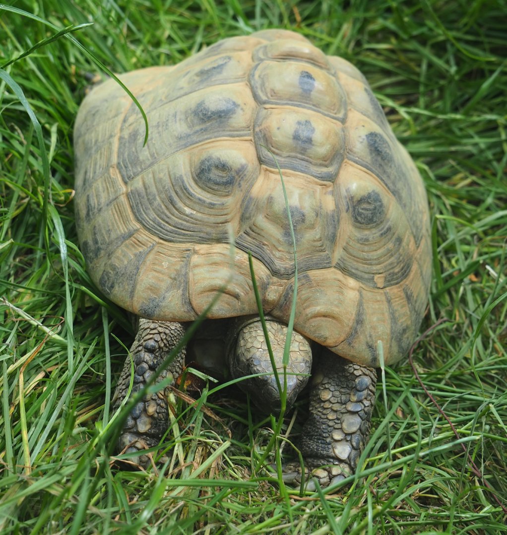 Hermann’s tortoise (Testudo hermanni), 2020-06-20