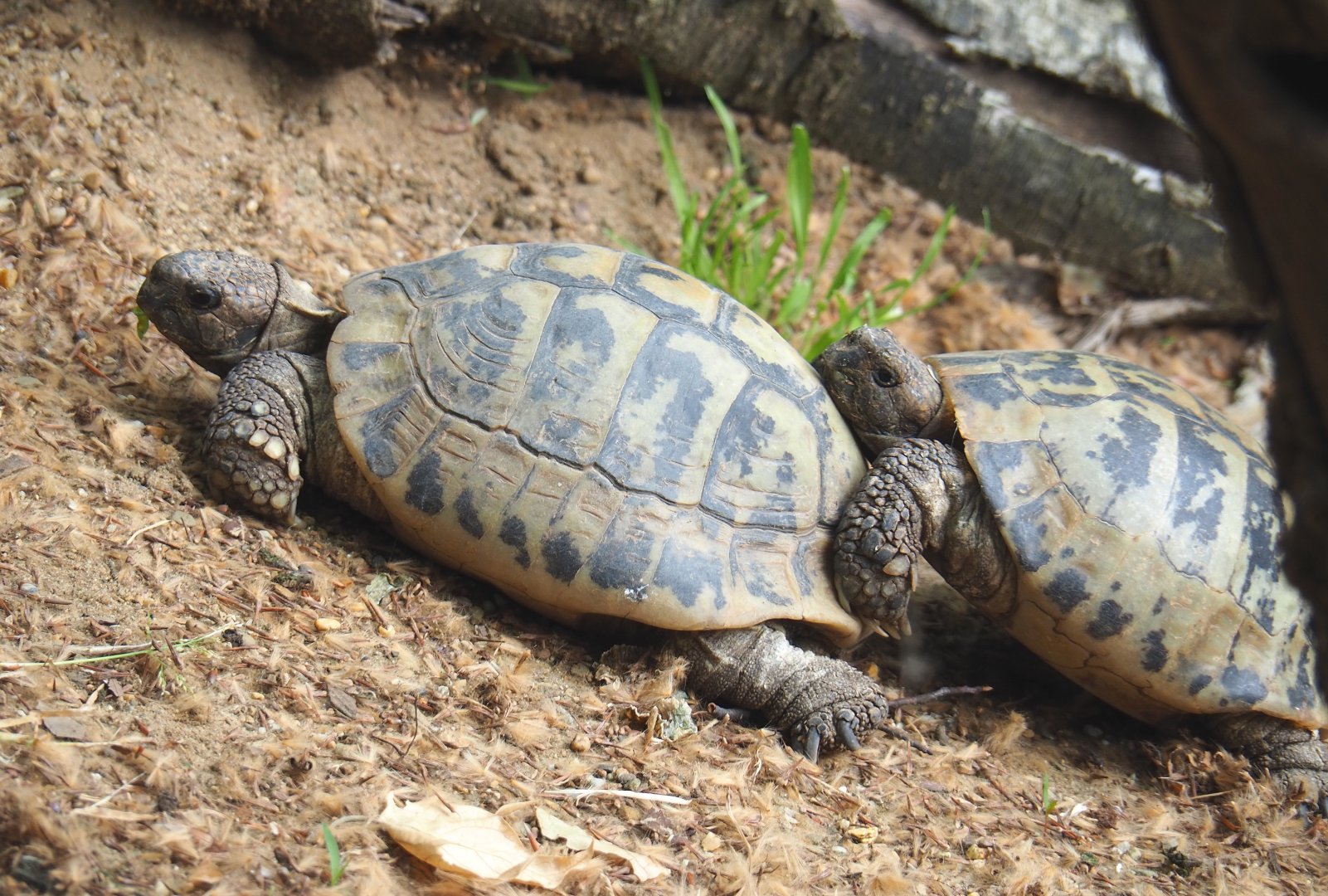 Hermann's tortoise (Testudo hermanni), 2021-06-12