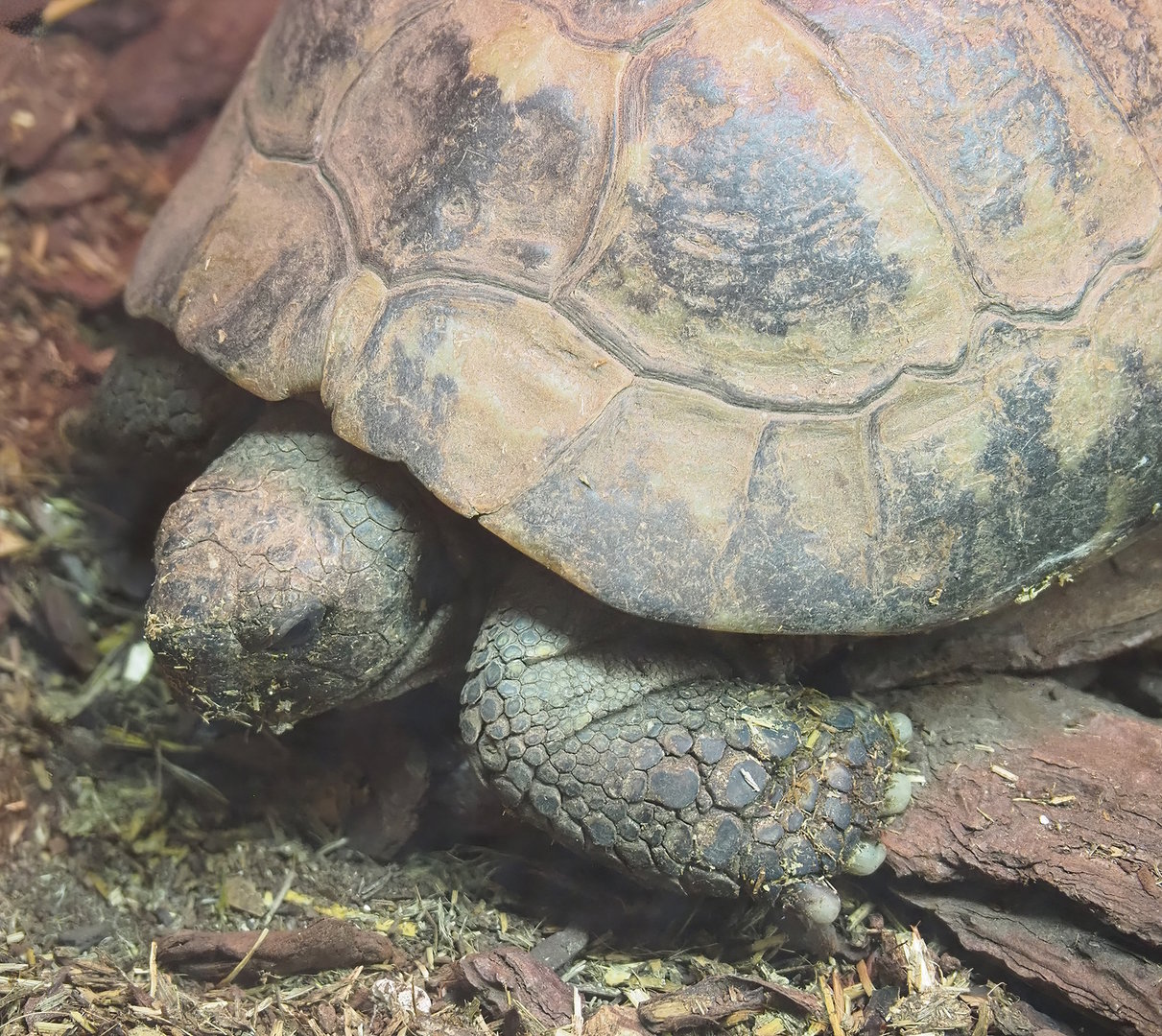 Hermann's tortoise (Testudo hermanni), 2022-08-20
