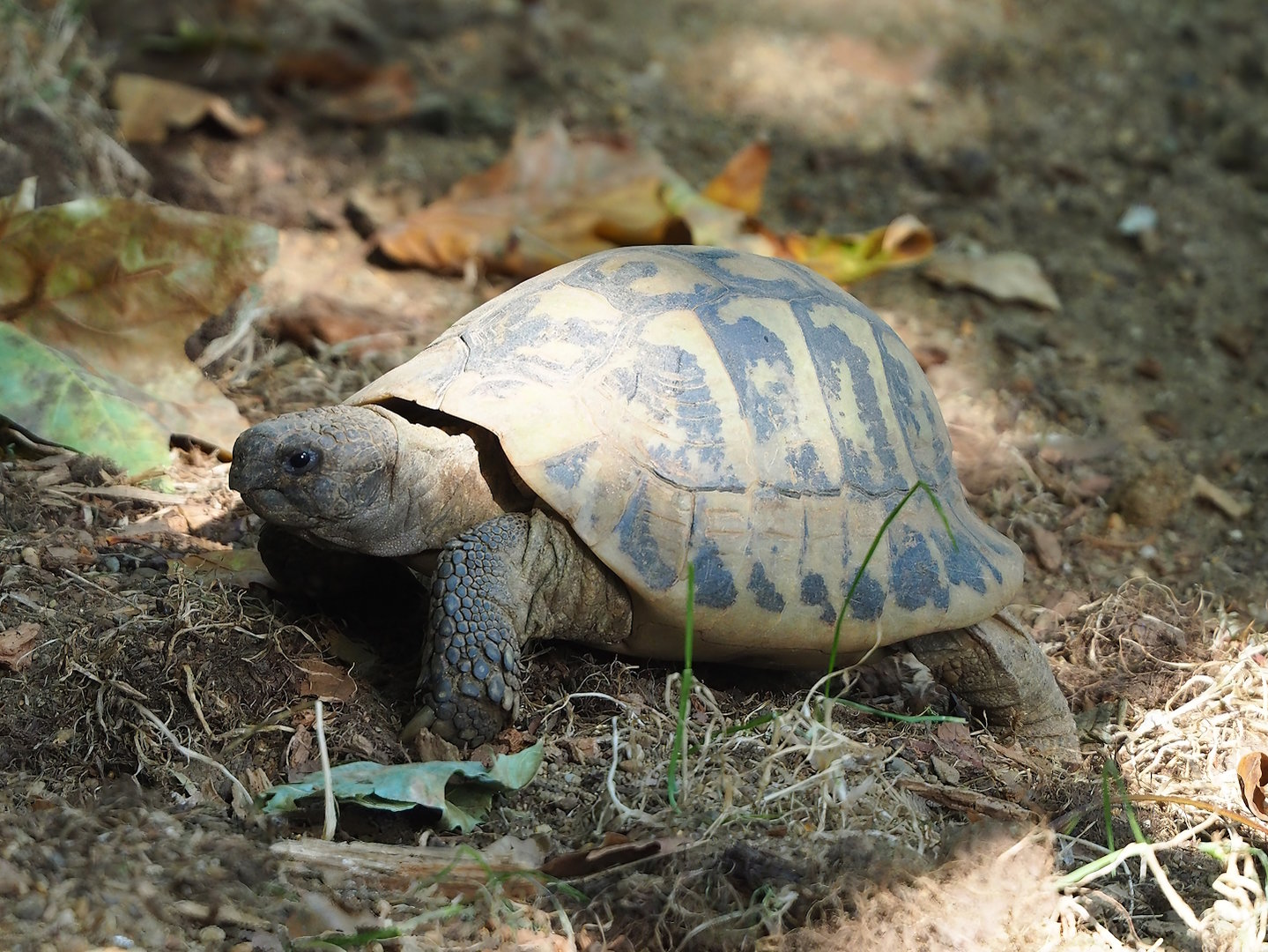 Hermann’s tortoise (Testudo hermanni), 2022-09-04