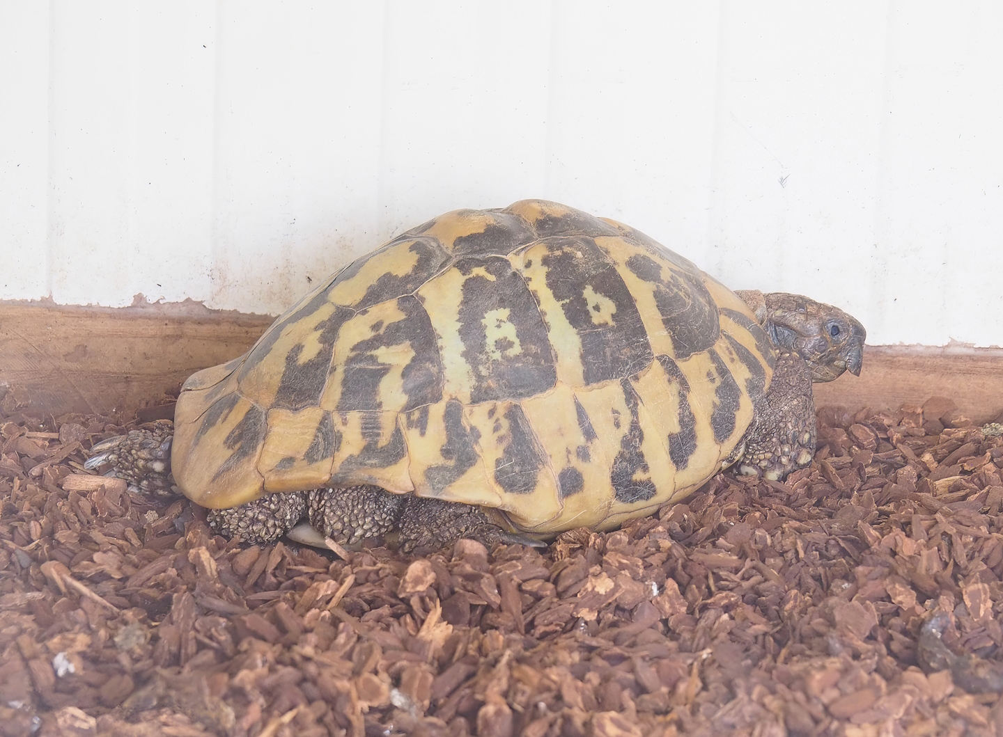 Hermann's tortoise (Testudo hermanni), 2023-04-30