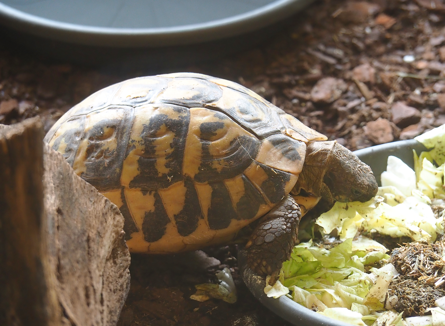 Hermann's tortoise (Testudo hermanni), 2023-07-18