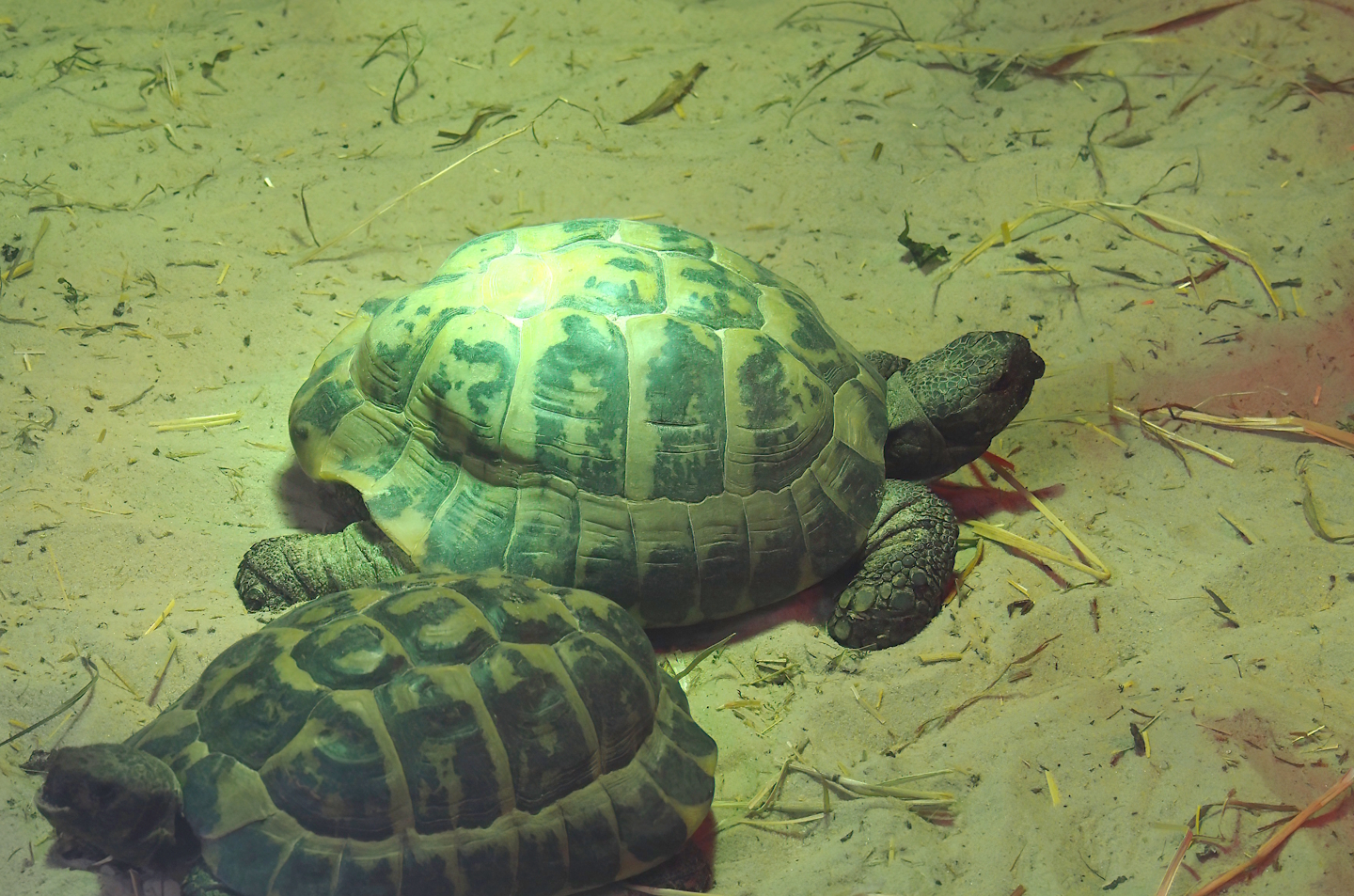 Hermann’s tortoise (Testudo hermanni), 2025-05-22