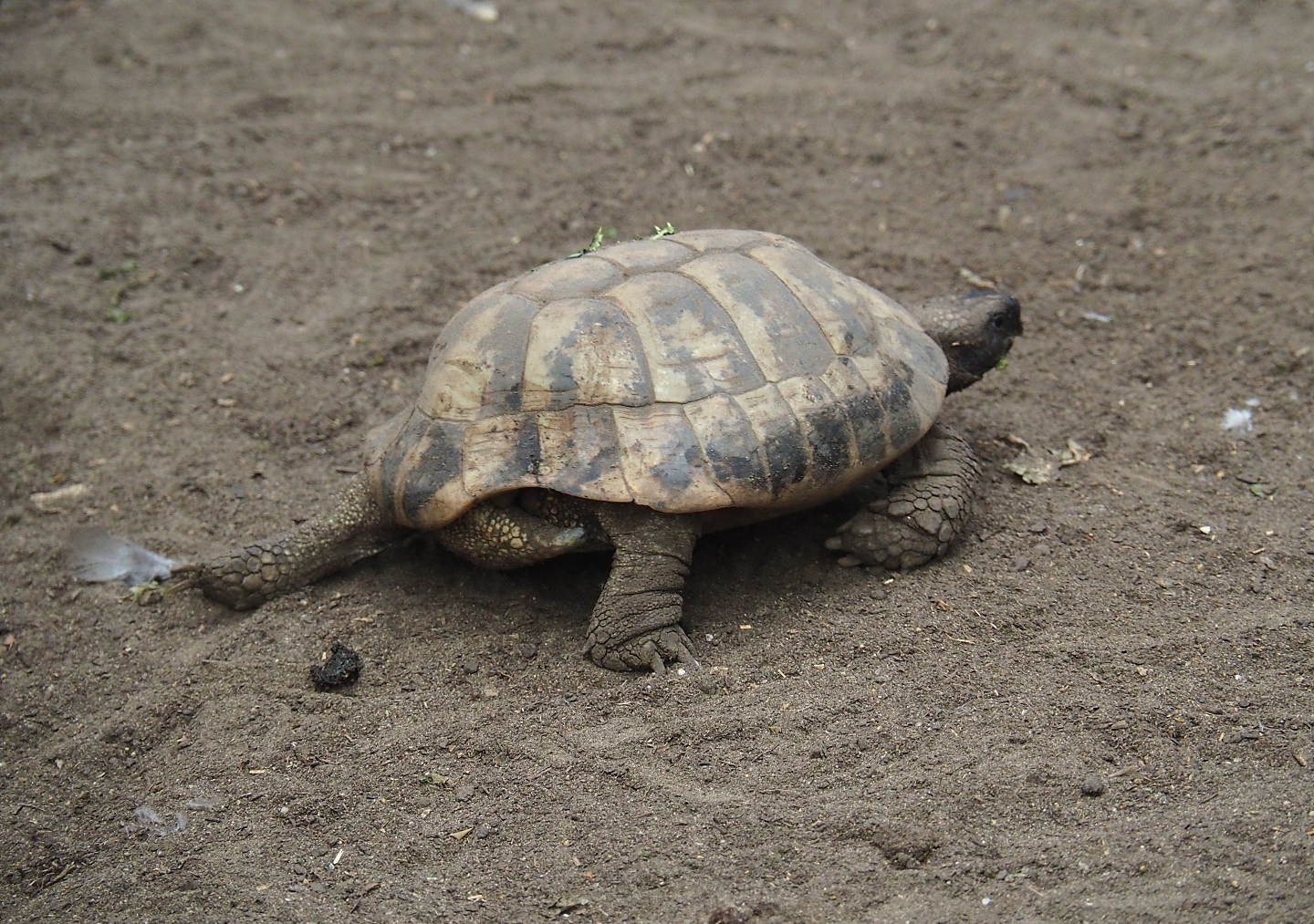 Hermann's tortoise (Testudo hermanni), Aug 28th, 2018