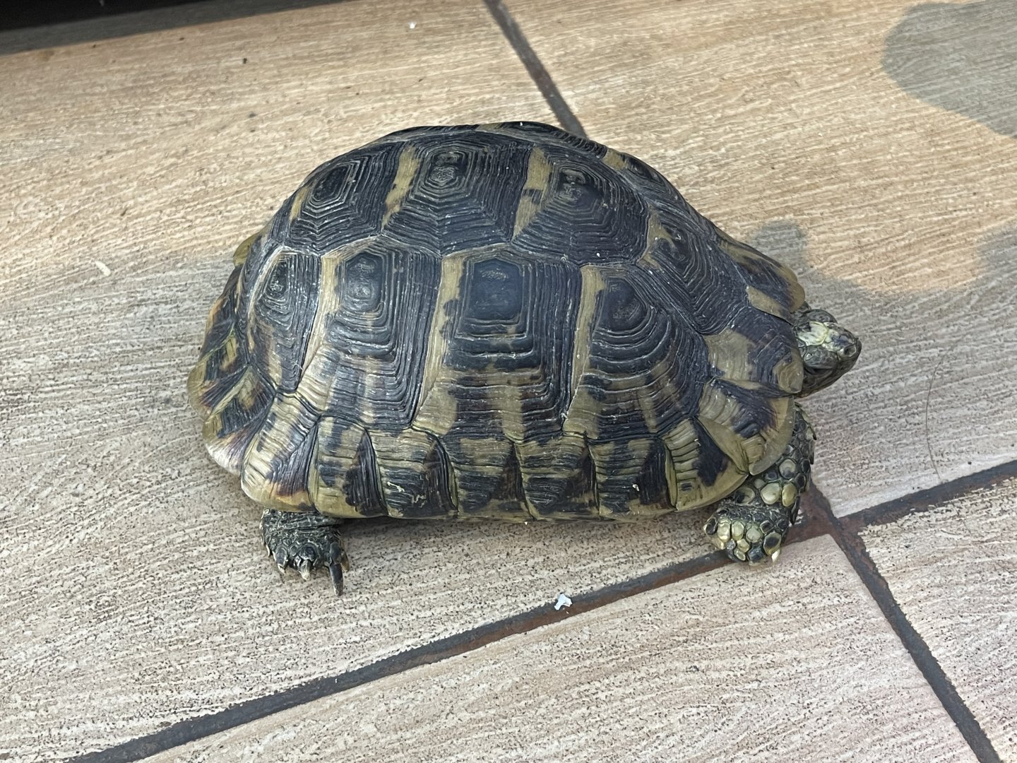 hermann’s tortoise (testudo hermanni hermanni)
