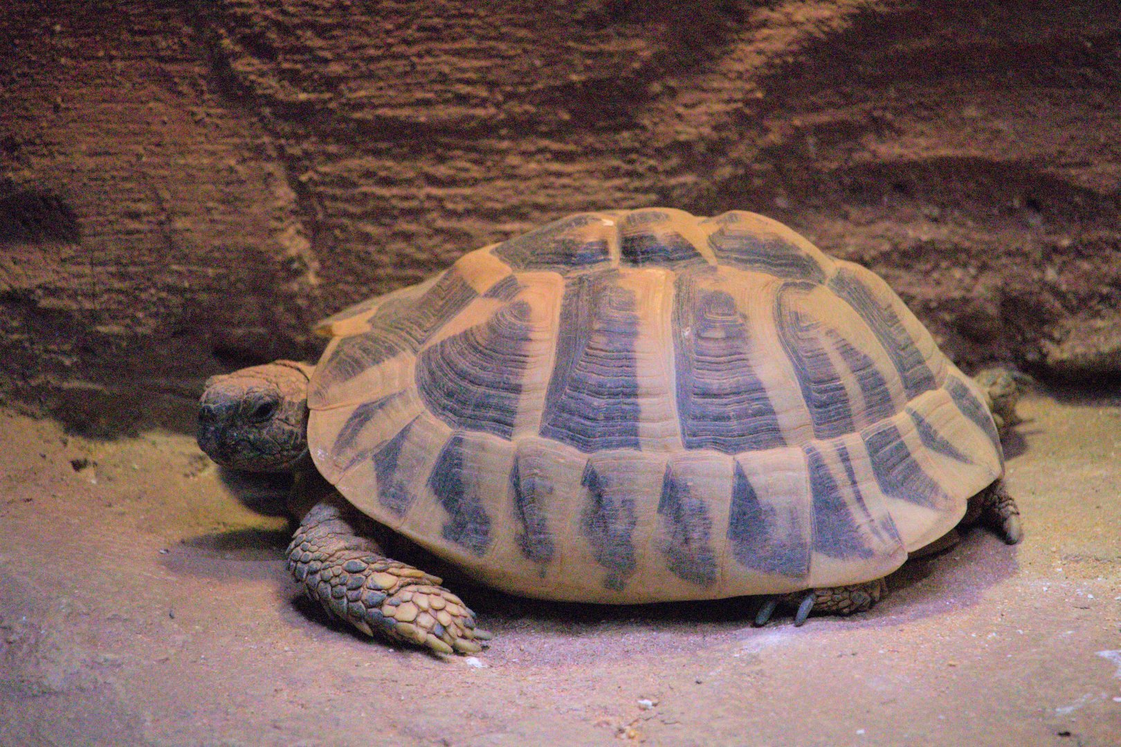Hermann's Tortoise (Testudo hermanni)- Old Photo, 2019
