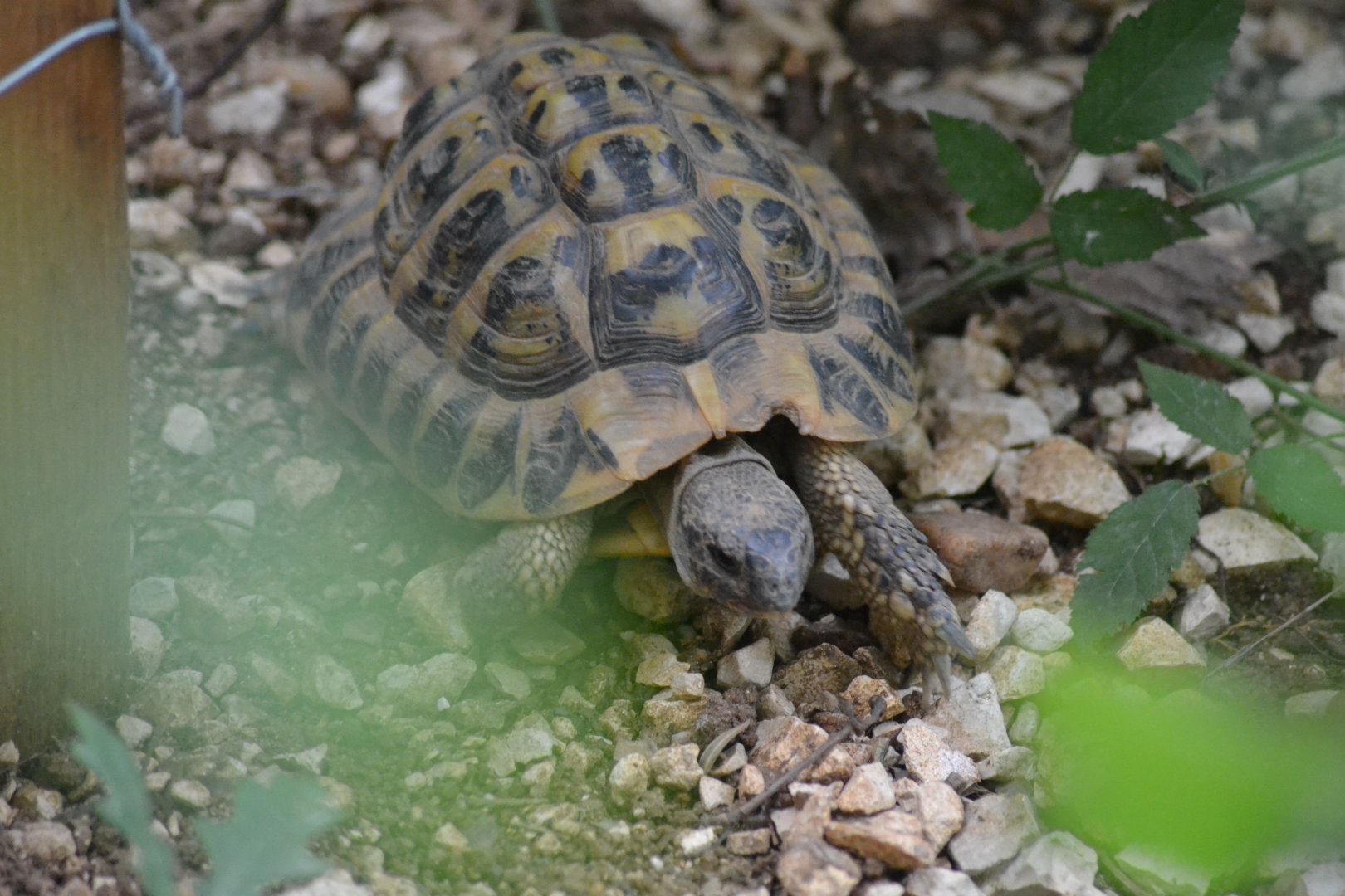 Hermann's Tortoise - Testudo hermanni