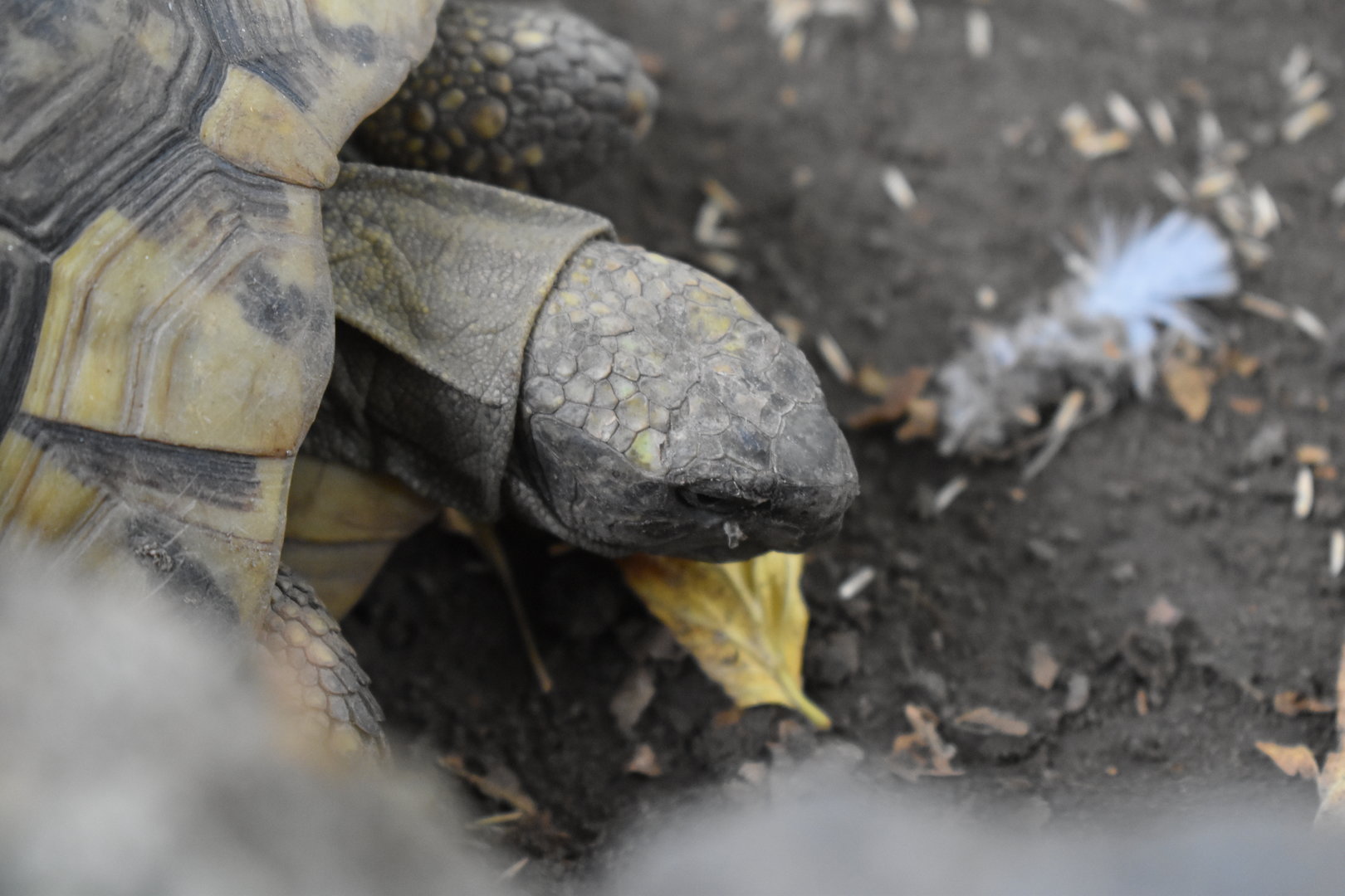 Hermann's tortoise (Testudo hermanni)